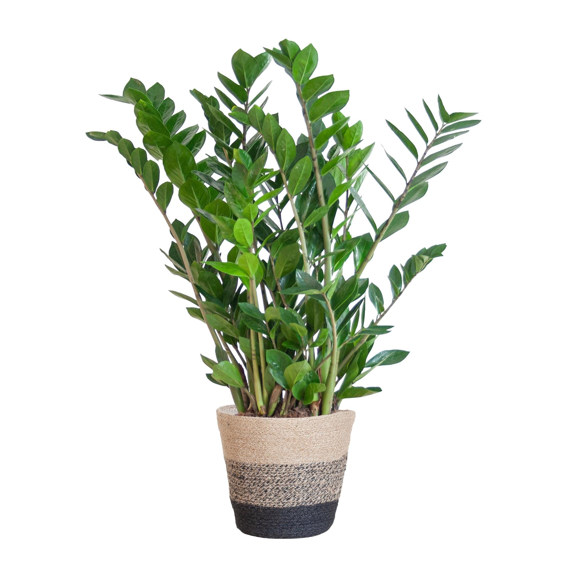 Glücksfeder - Zamioculcas Zamiifolia mit Pflanzkorb Lissabon Schwarz - 80cm - Ø21