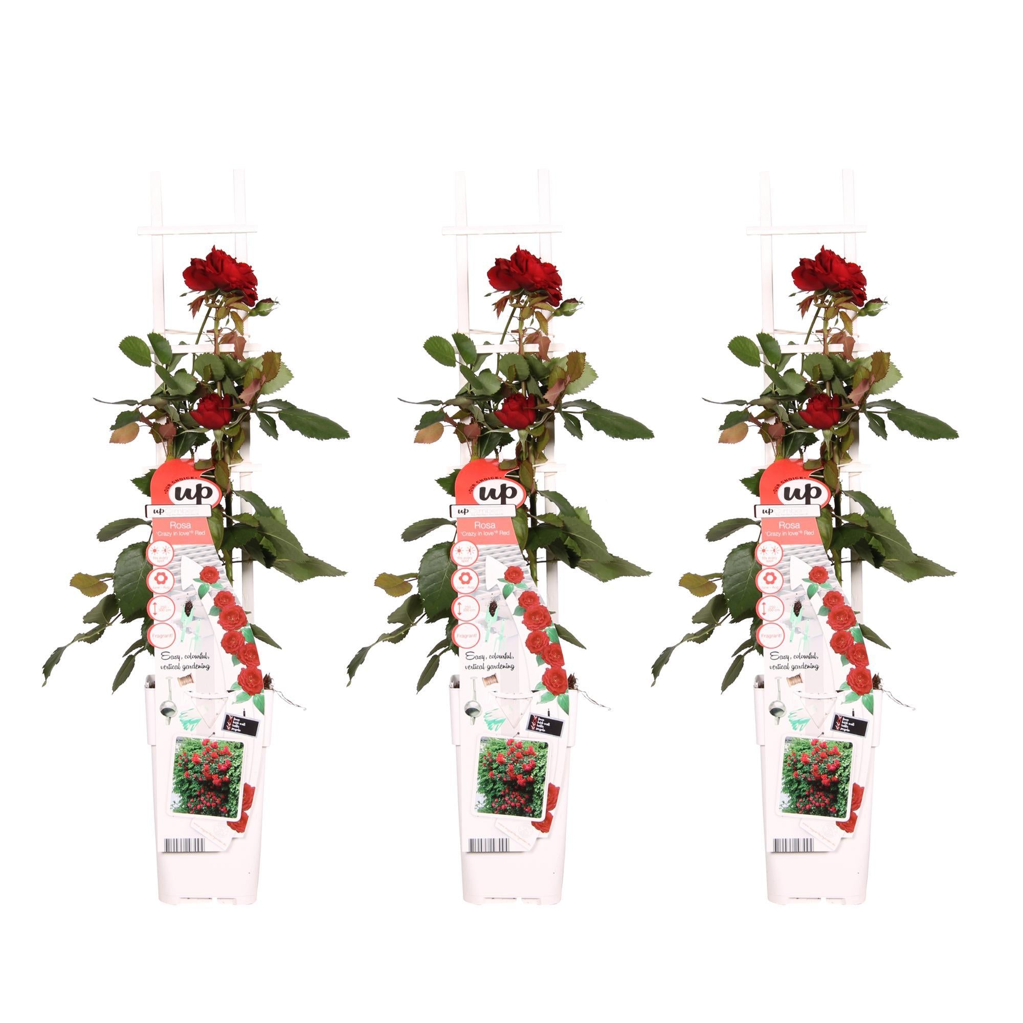 Rosen Set - Rose Crazy in love 'Red' - ↨65cm - Ø15 Rote Rose 3 Stück Kletterrose