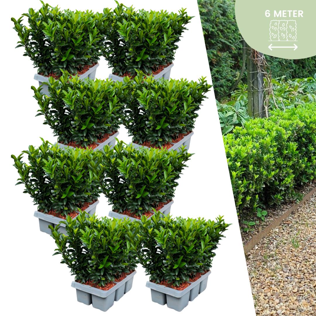 Spindelstrauch Green Spire - Euonymus 'Green Spire' Hecke - 48 Stück x Ø 7 cm ↨ 15 cm 8x6 Stück