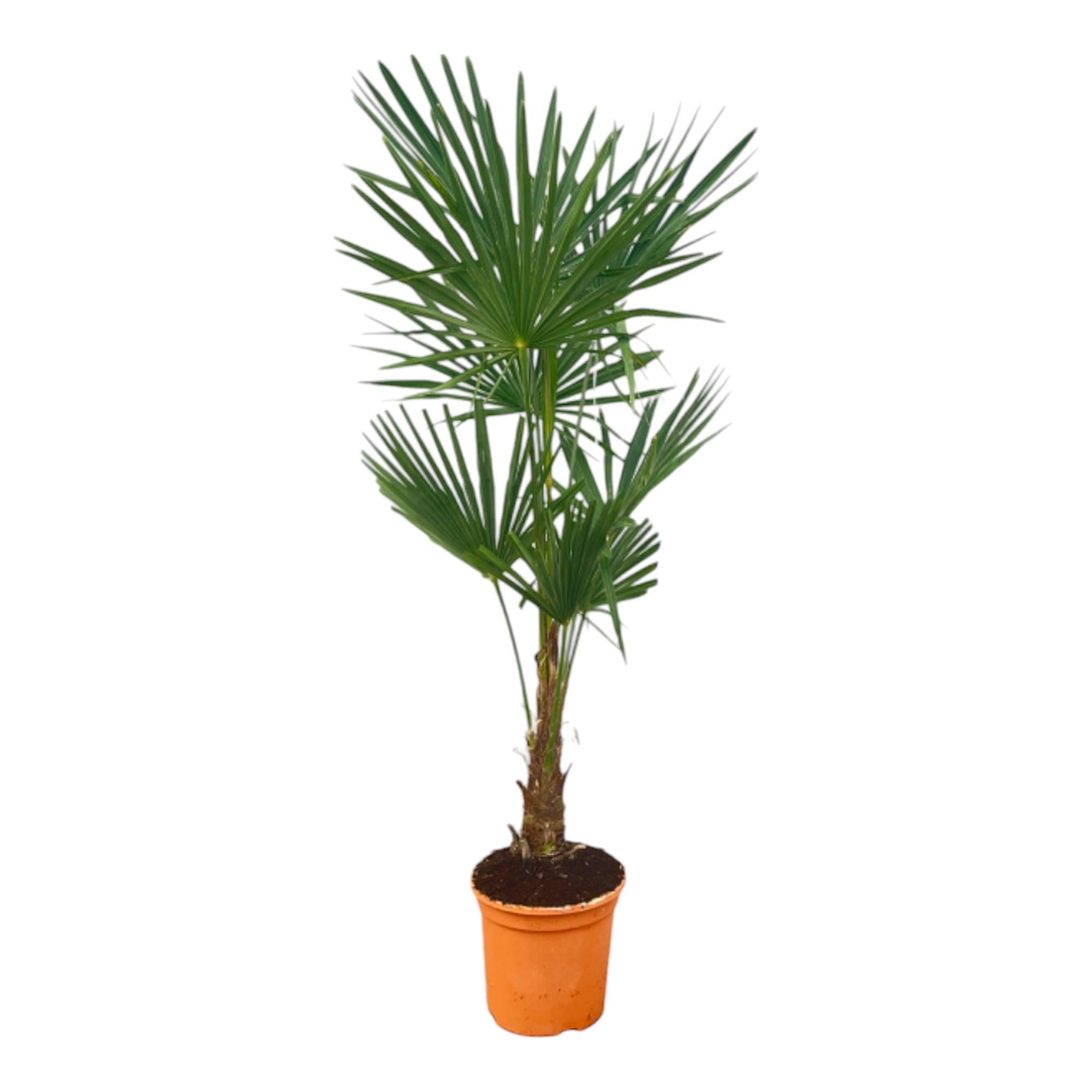 Chinesische Fächerpalme - Trachycarpus Fortuneii - 150 cm - Ø25cm