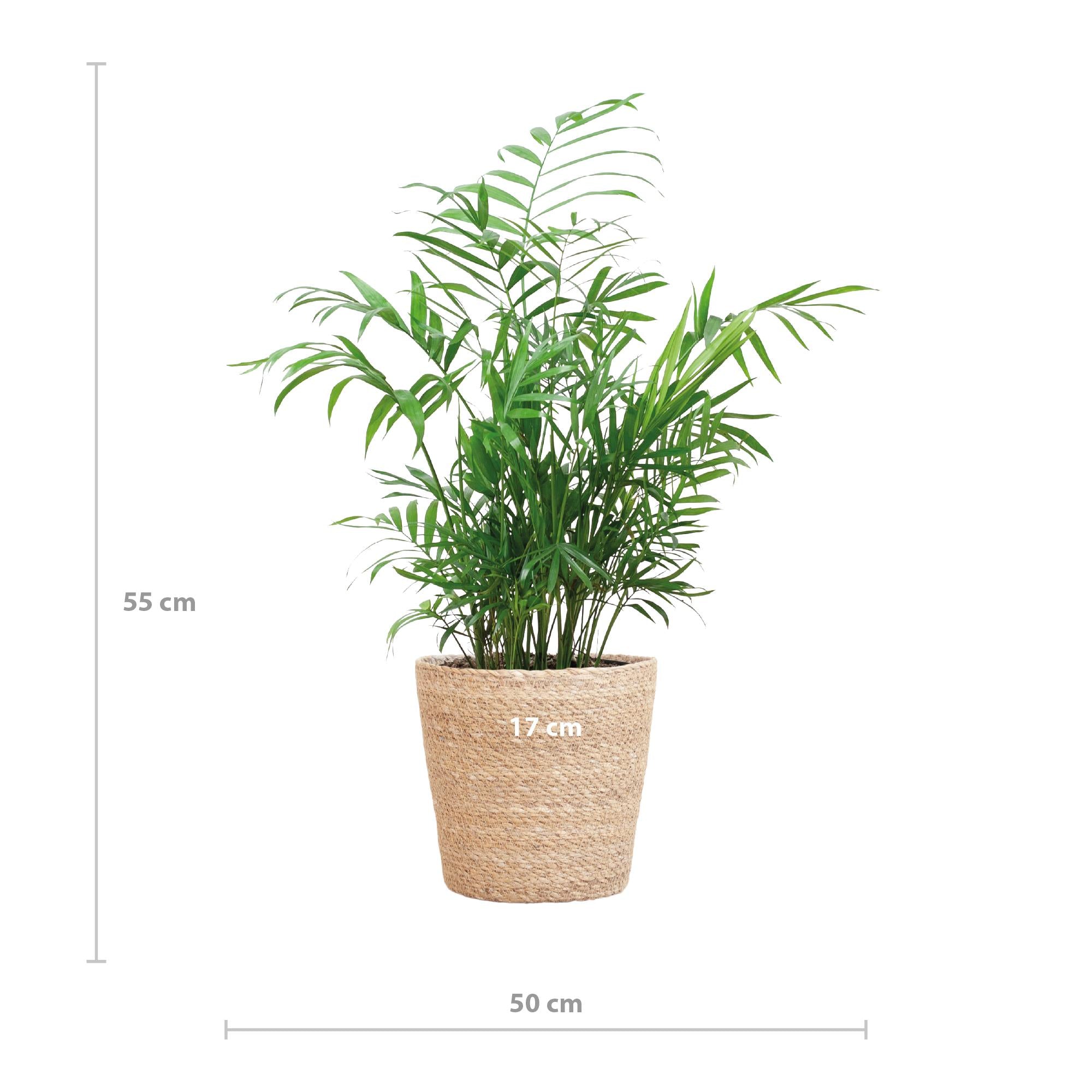 Mexikanische Bergpalme - Chamadorea Elegans mit Korb Sofia natur - 55cm - Ø17