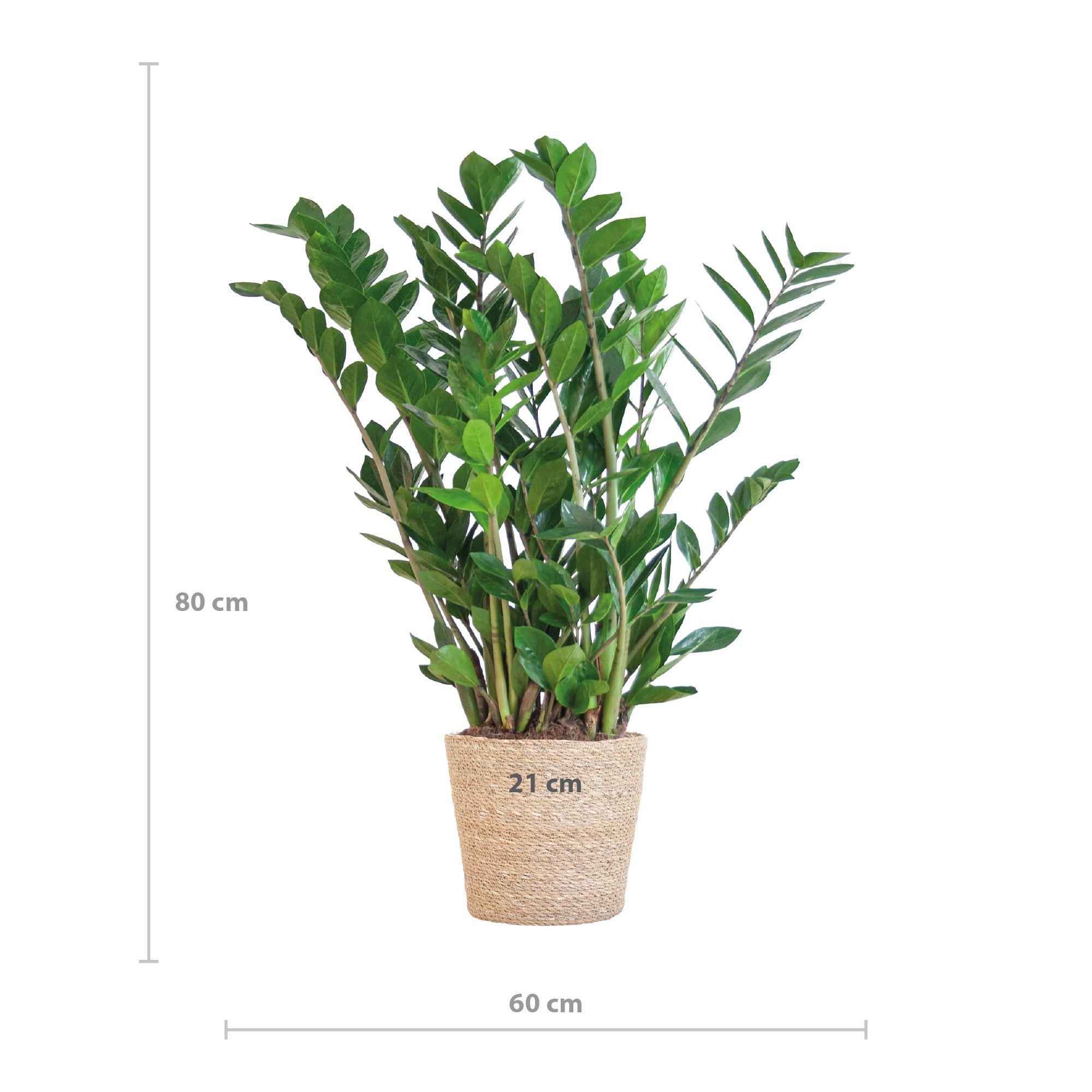 Glücksfeder - Zamioculcas Zamiifolia mit Korb Sofia natur - 80cm - Ø21