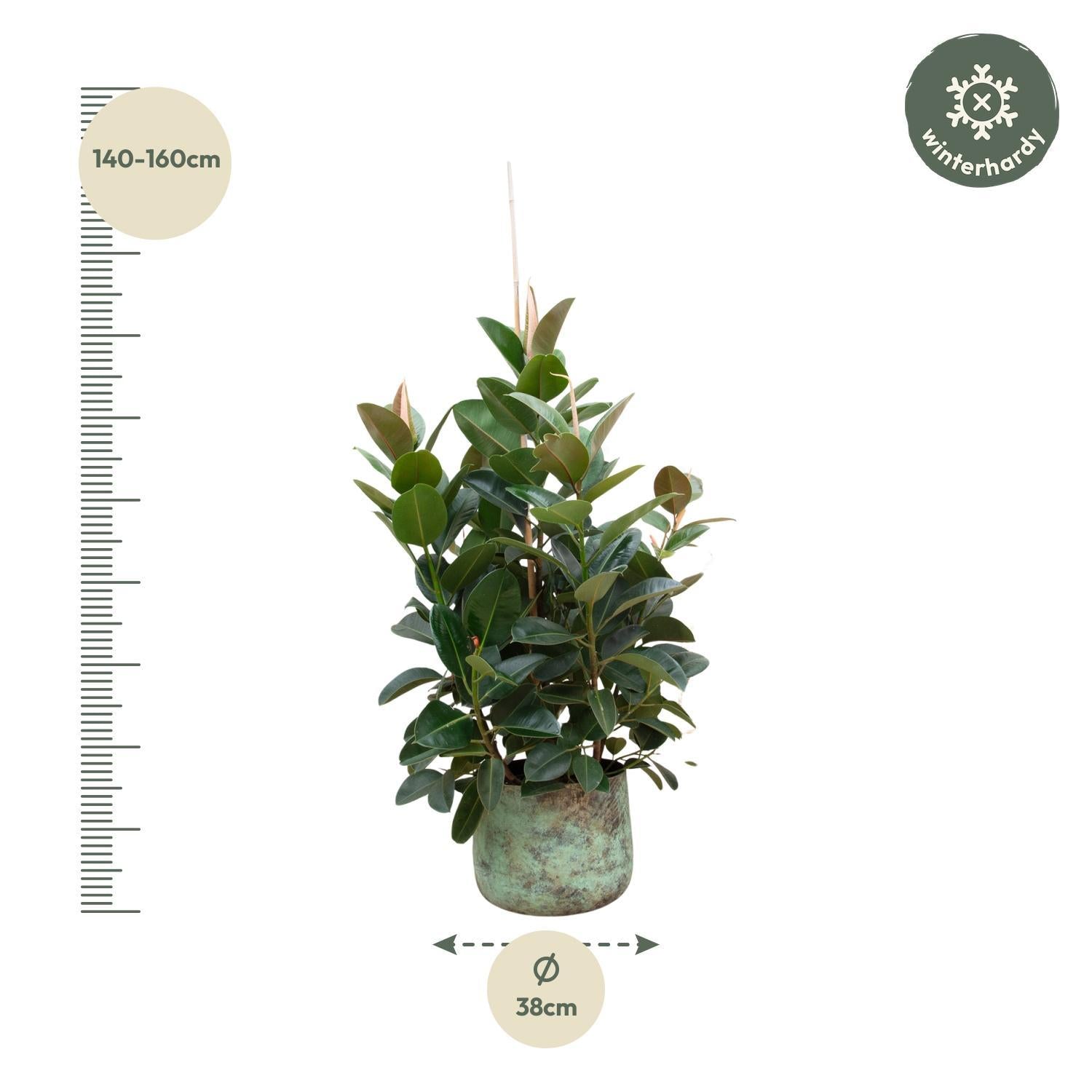 Gummibaum - Ficus Robusta - 150 cm - ø38