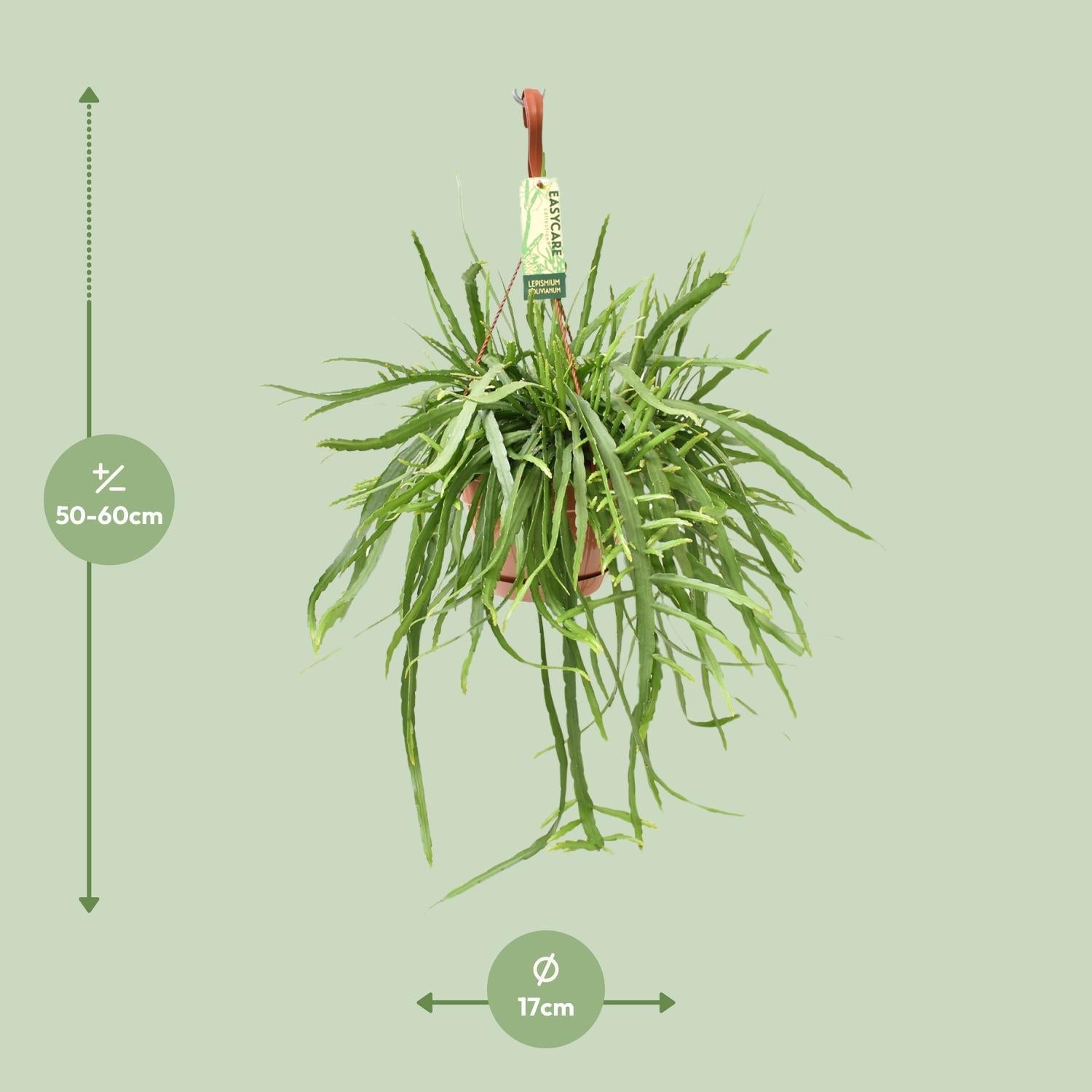 Blattkaktus - Lepismium Bolivianum - Ø17 ↕55
