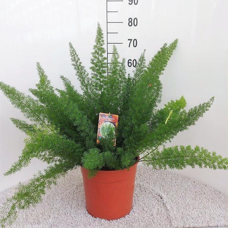 Fuchsschwanzspargel - Asparagus D. Meyers - Ø27cm - ↕60cm