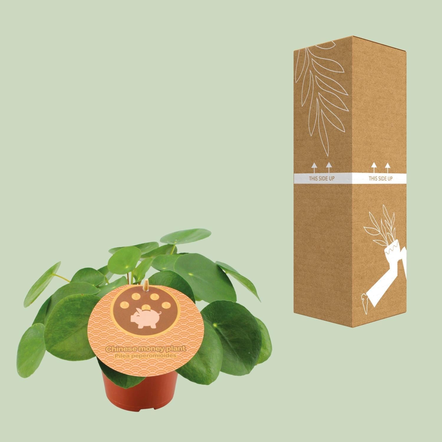 Chinesischer Geldbaum - Pilea Peperomioides - Ø12cm - ↕20cm