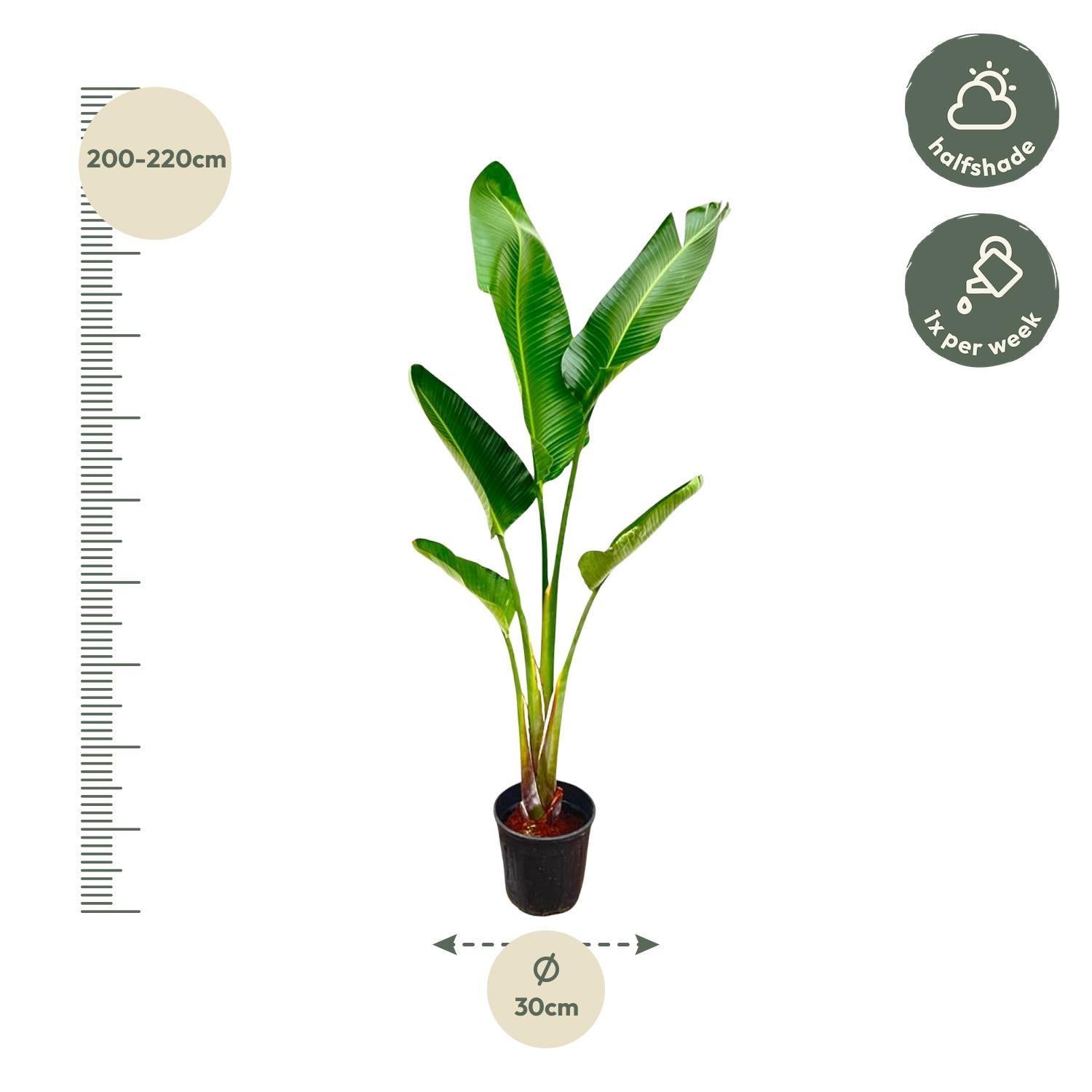 Weiße Paradiesvogelblume - Strelitzia Augusta - 210cm - ⌀30
