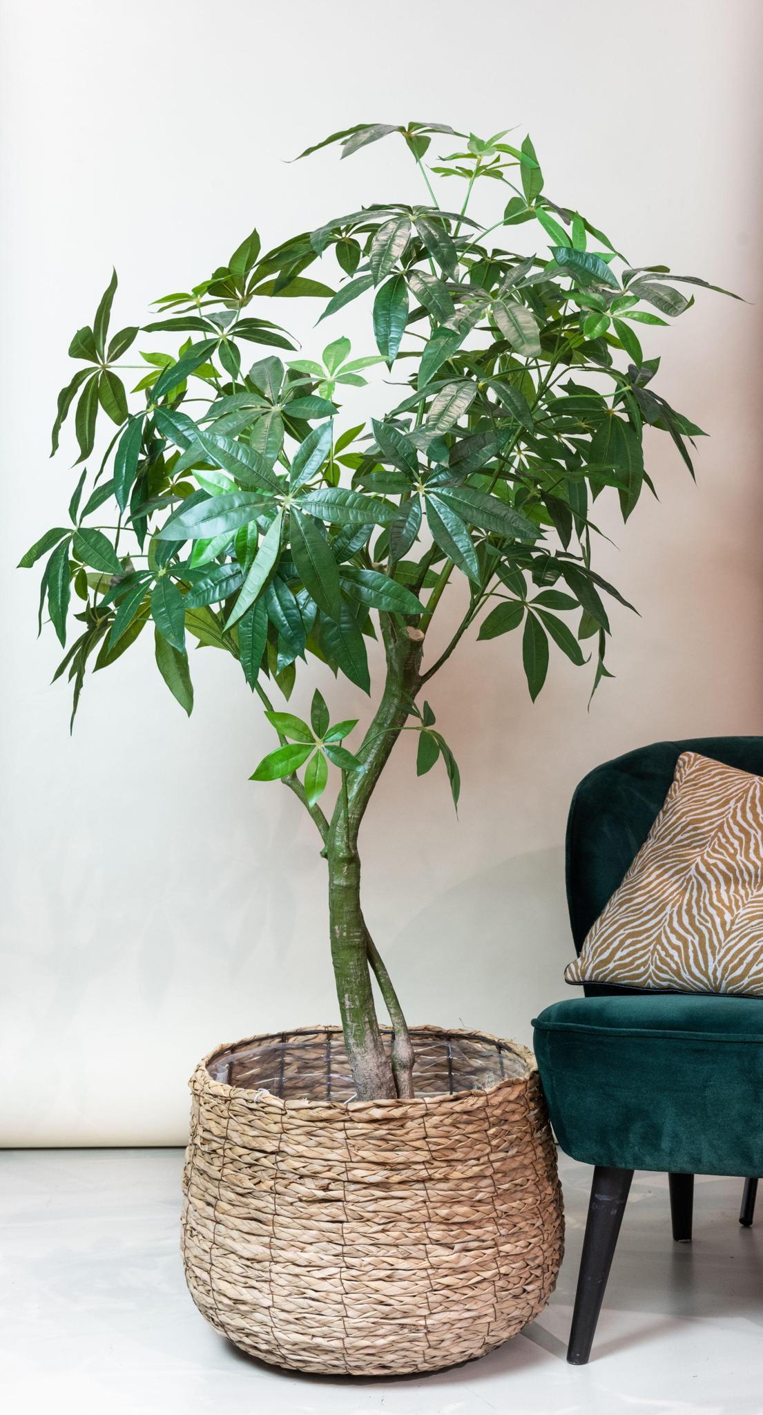 Kunstpflanze - Pachira Aquatica - Glckskastanie - 180 cm