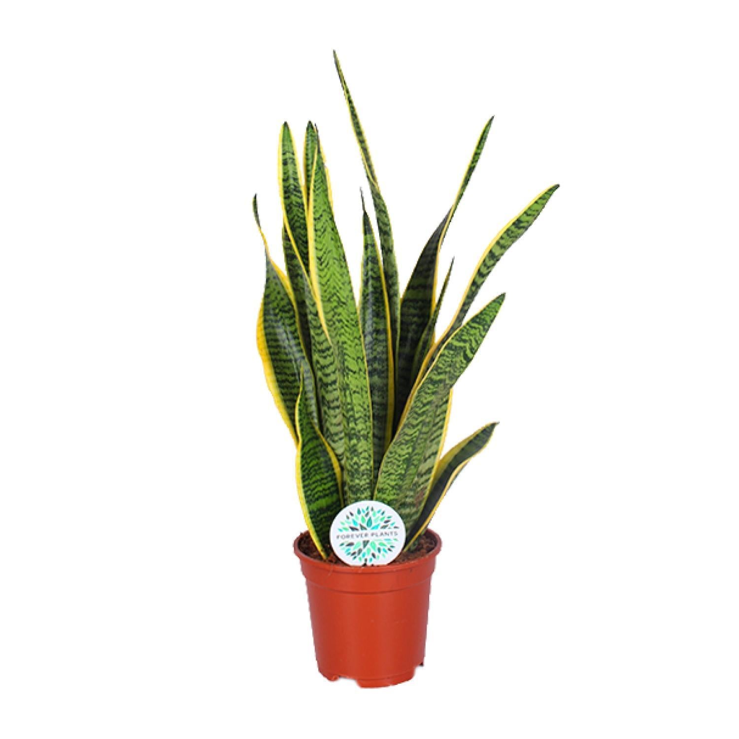 Bogenhanf - Sansevieria Trifasciata Laurentii - Ø17cm - ↕60cm