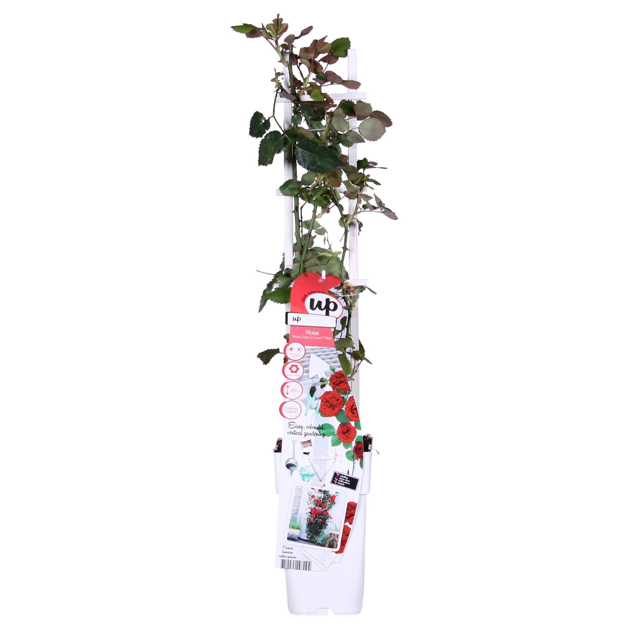 Rosen Set - Rose Crazy in love 'Red' - ↨65cm - Ø15 Rote Rose 3 Stück Kletterrose