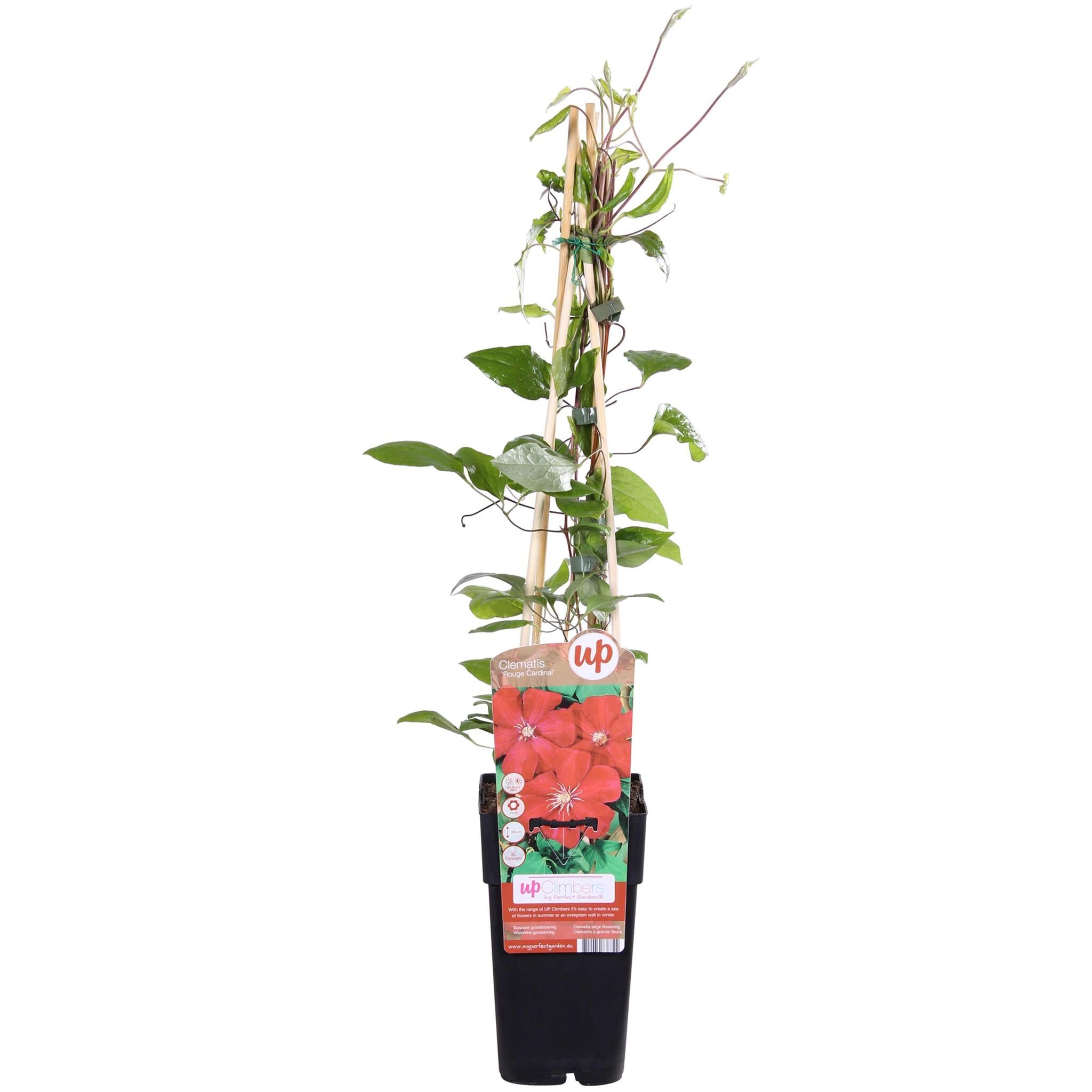 Waldrebe - Clematis Hagley Hybrid - Blüte rot - Ø15cm - ↕65cm