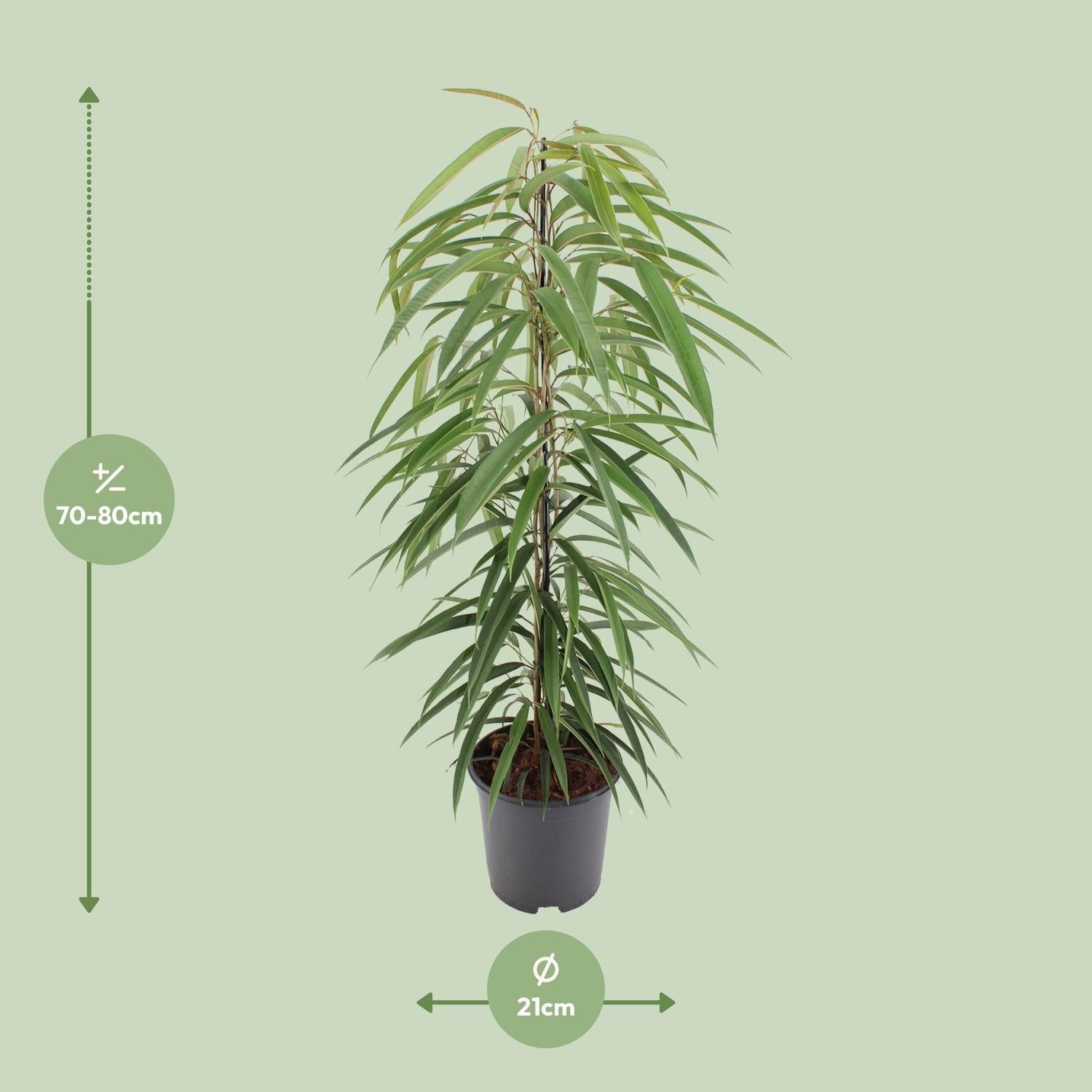 Schmalblättrige Birkenfeige - Ficus Binnendijkii Alii - 80cm - 21Ø