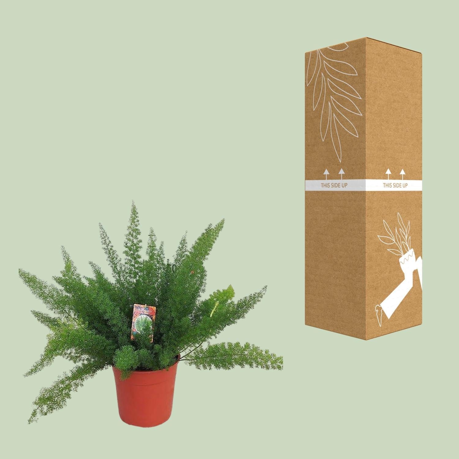 Fuchsschwanzspargel - Asparagus D. Meyers - Ø27cm - ↕60cm