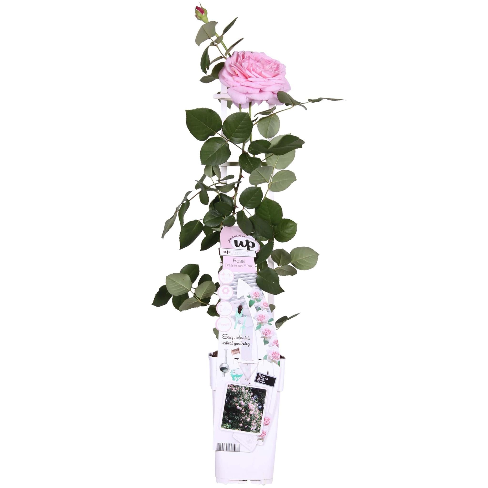 Rosen - Rose Crazy in love 'Pink' - Ø15cm - ↕65cm Rosa Rose Kletterrose