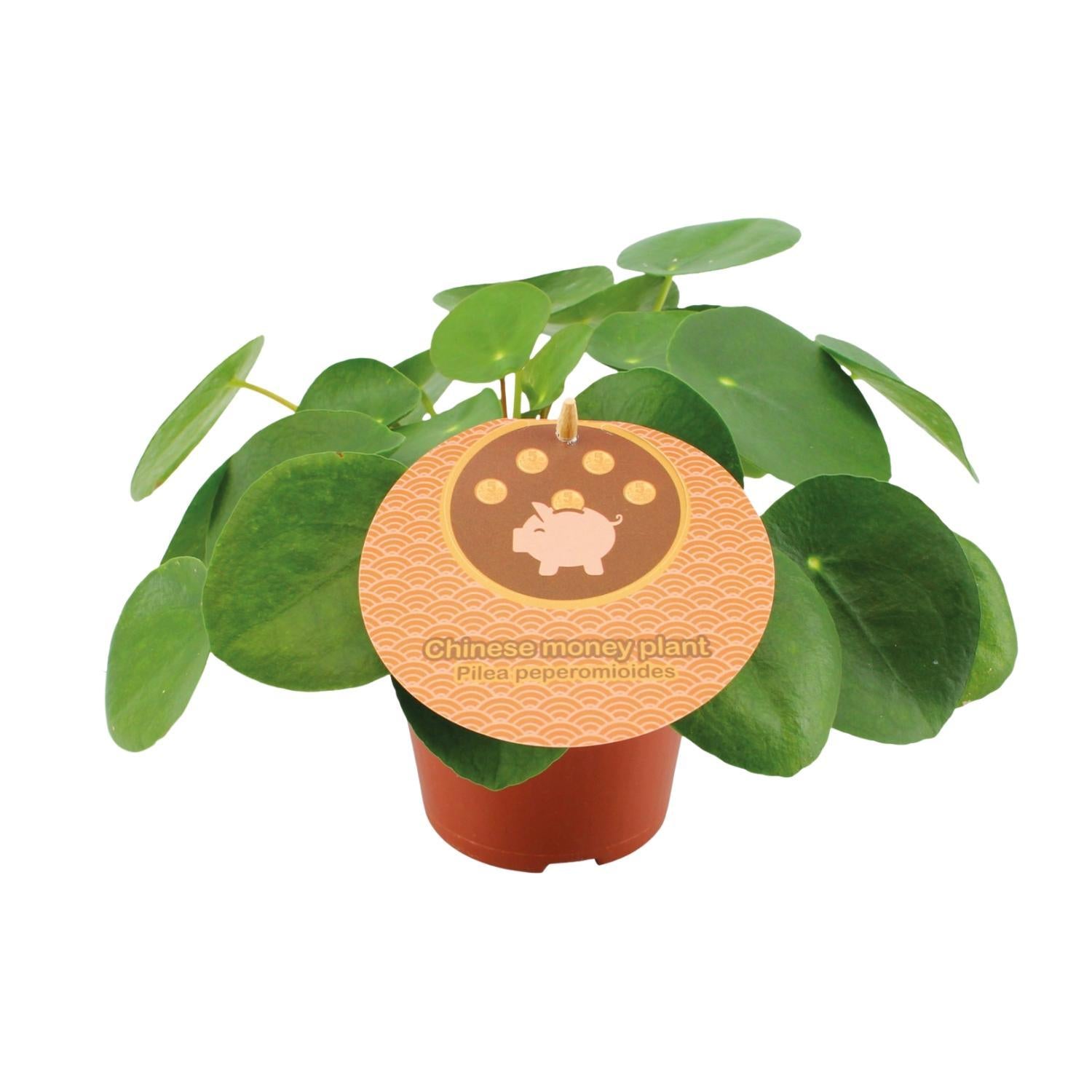 Chinesischer Geldbaum - Pilea Peperomioides - Ø12cm - ↕20cm