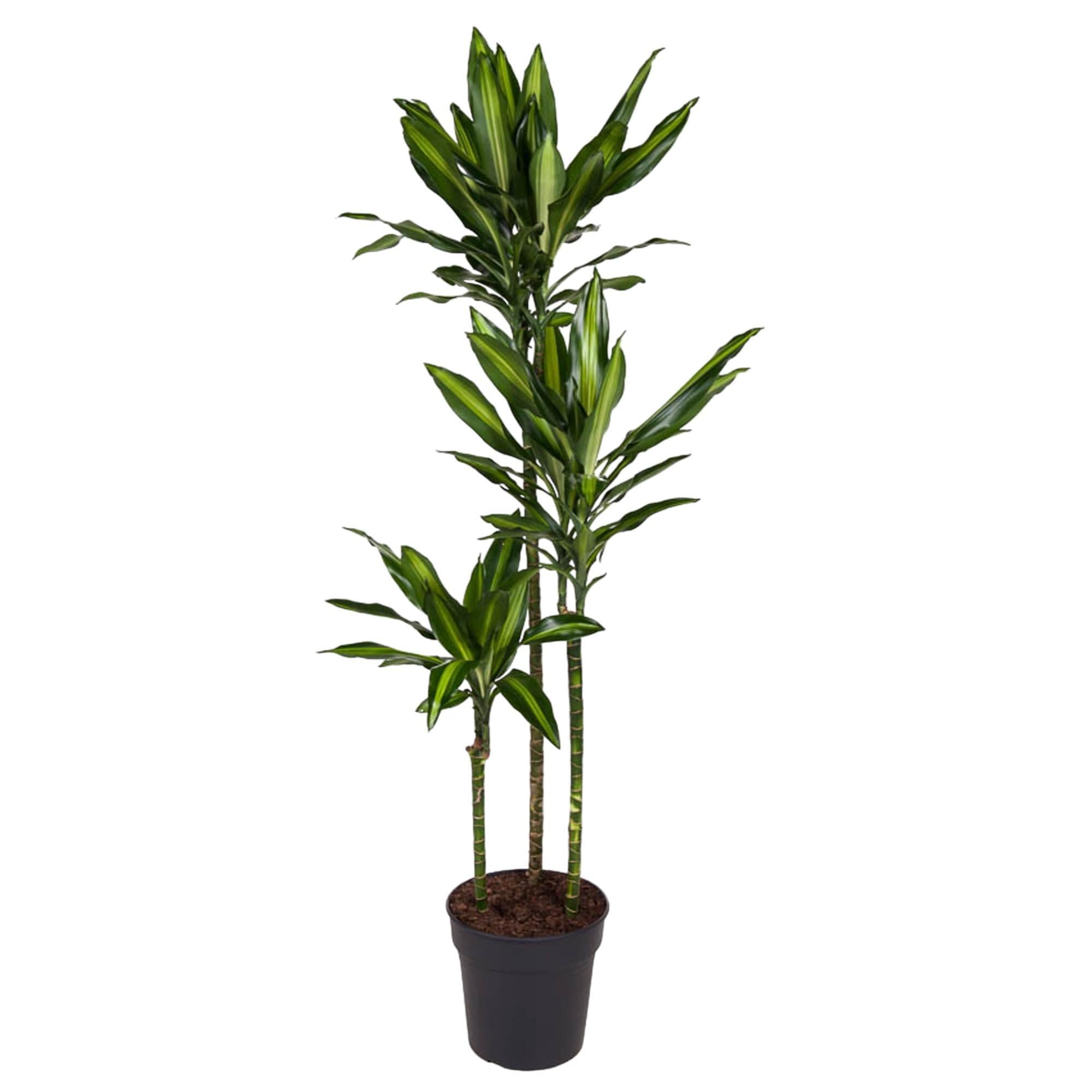Drachenbaum - Dracaena Cintho - 160 cm - ø24