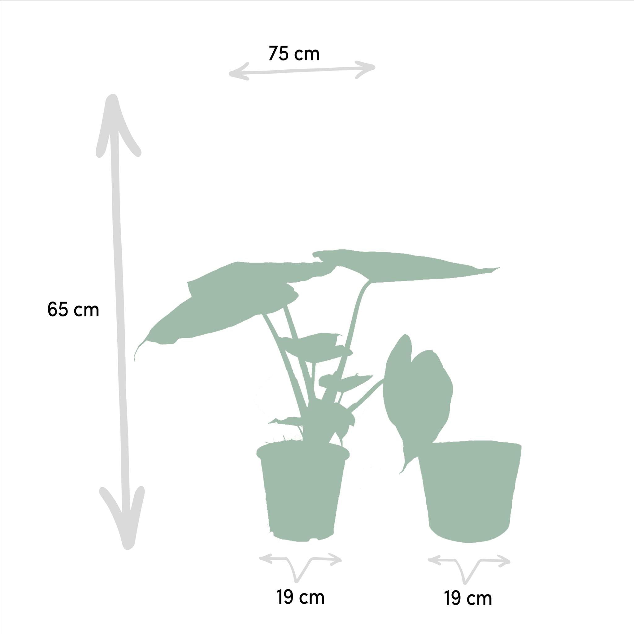 Elefantenohr Mix - Alocasia Cucullata - Ø19cm - ↕60cm & Alocasia Wentii - Ø19cm - ↕60cm + Korb Selin