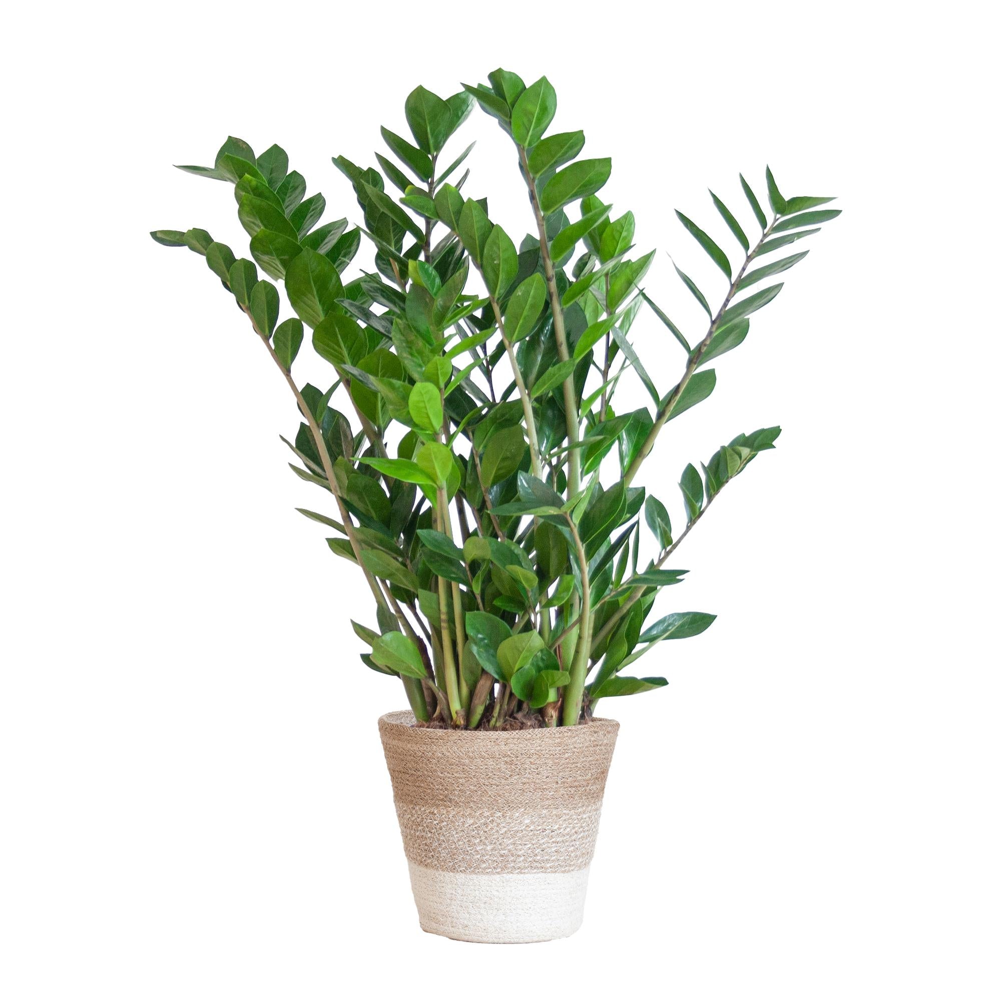 Glücksfeder - Zamioculcas Zamiifolia mit Pflanzkorb Lissabon weiß - 80cm - Ø21