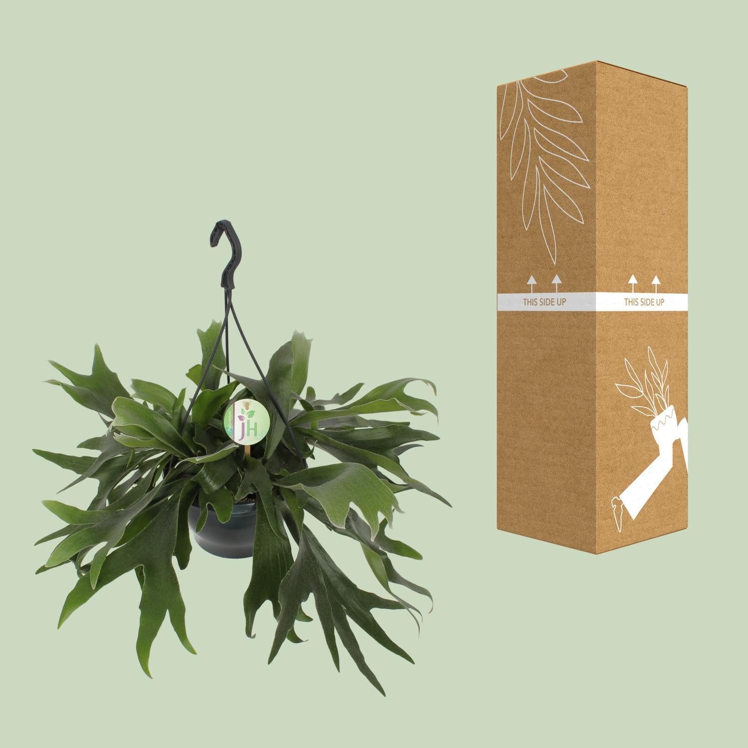 Geweihfarn - Platycerium Bifurcatum - Ø21cm - ↕50cm