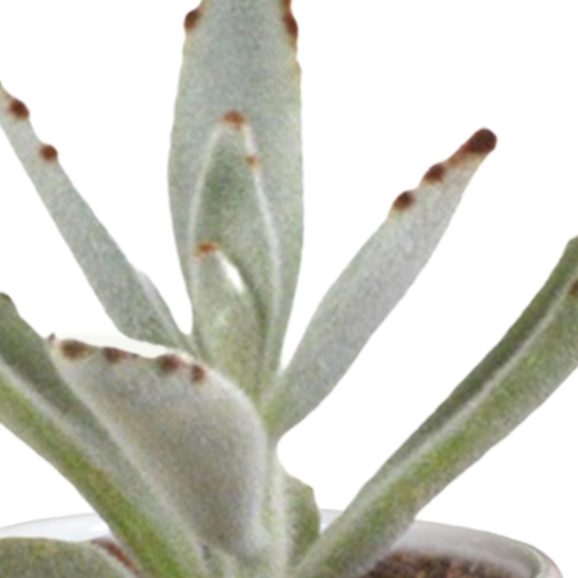 Kakteen - und Sukkulenten Mix - 5,5 cm - im weißen Topf 15 Stück