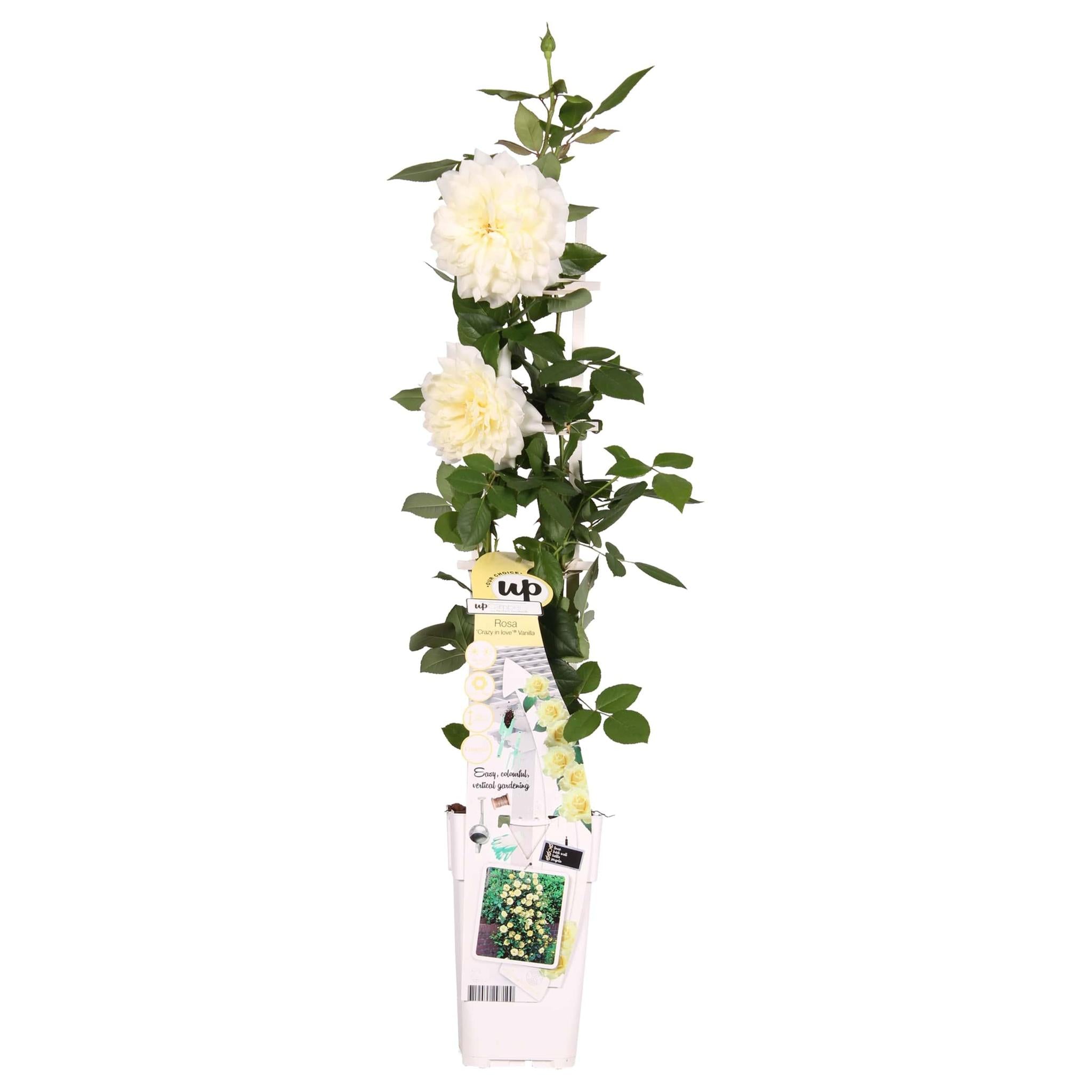 Rosen - Rose Crazy in love 'Vanilla' - Ø15cm - ↕65cm Cremeweiße Rose Kletterrose