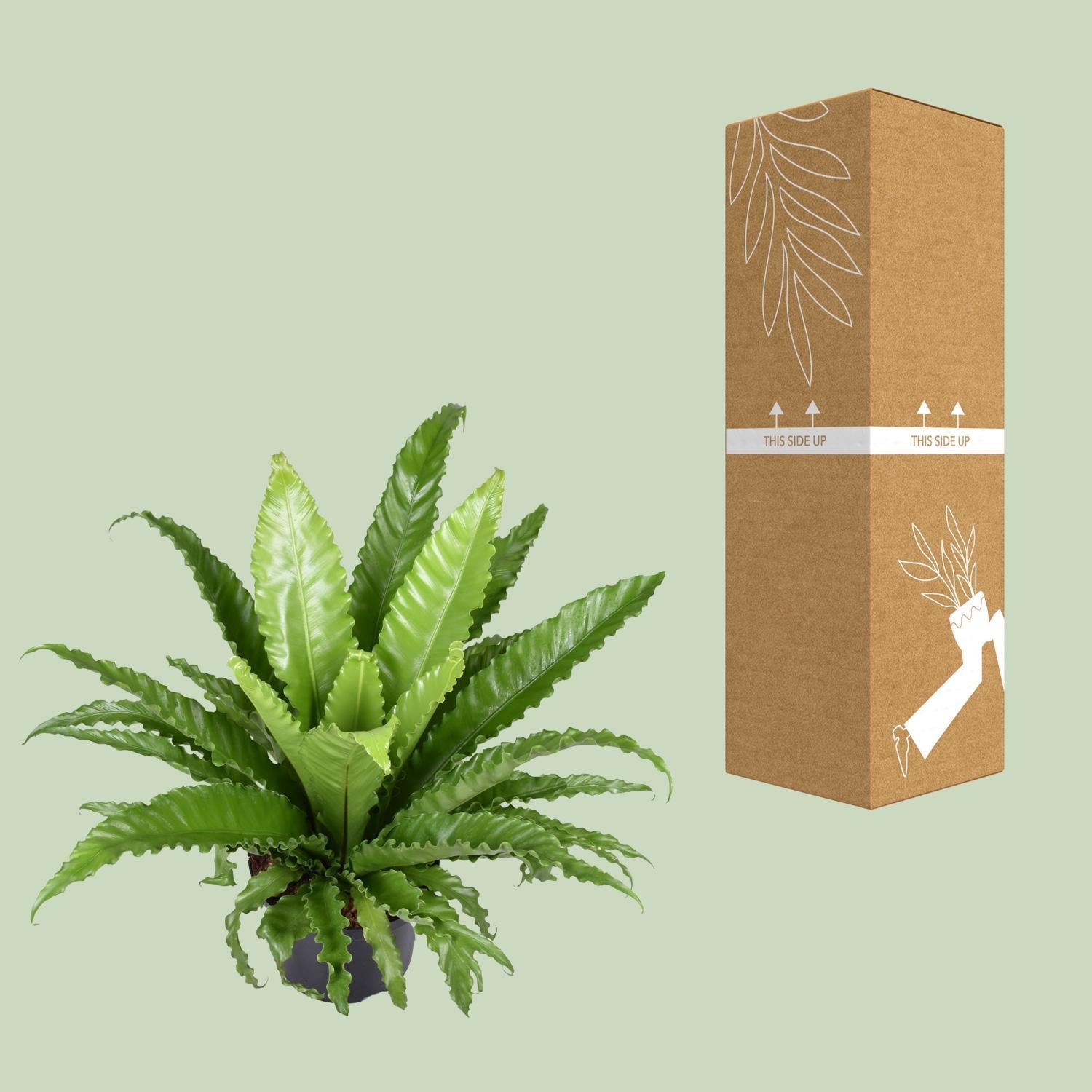 Japanischer Vogelnestfarn - Asplenium Antiquum Osaka - Ø23cm - ↕60cm