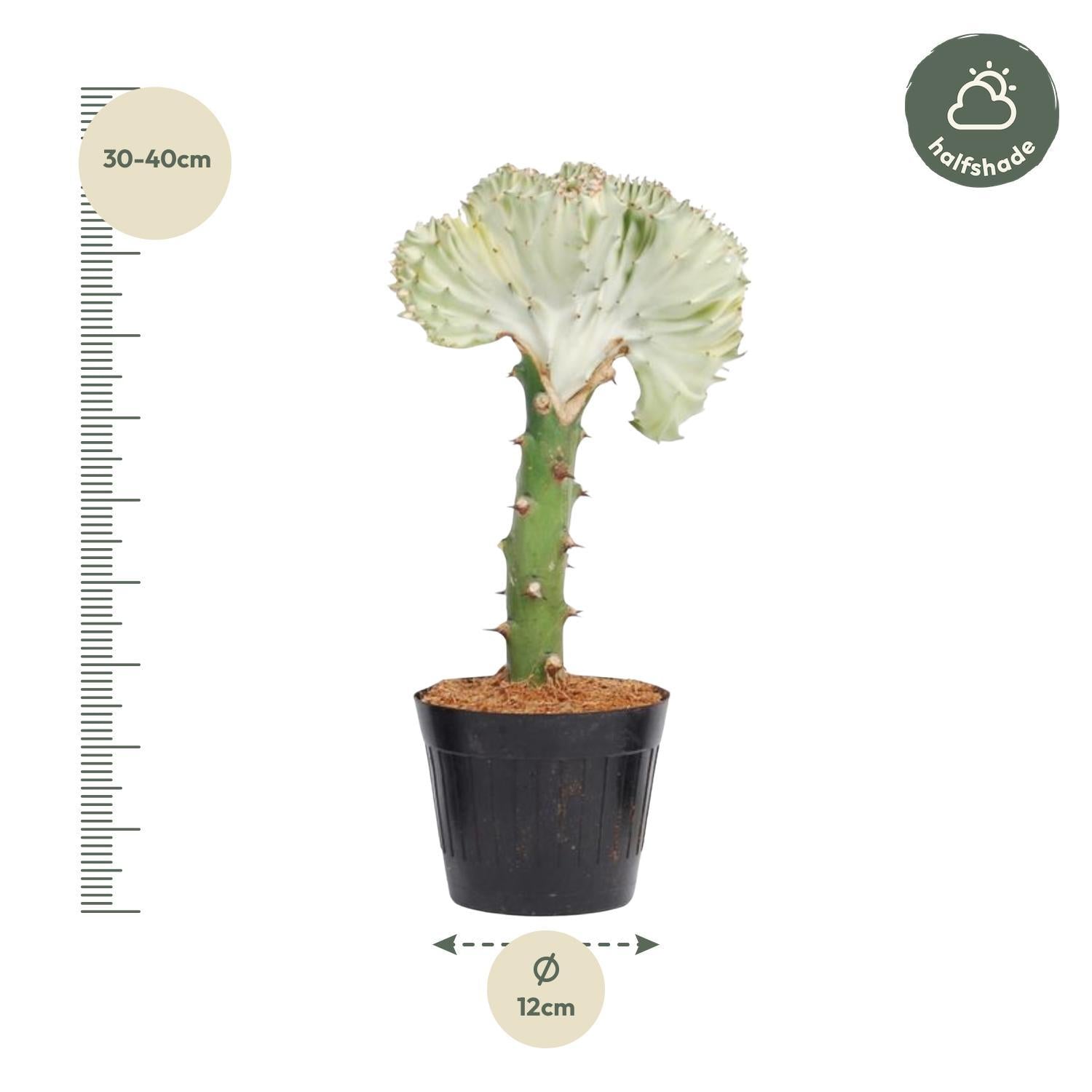 Korallenwolfsmilch - Euphorbia lactea Cristata weiß - 35 cm - ø12