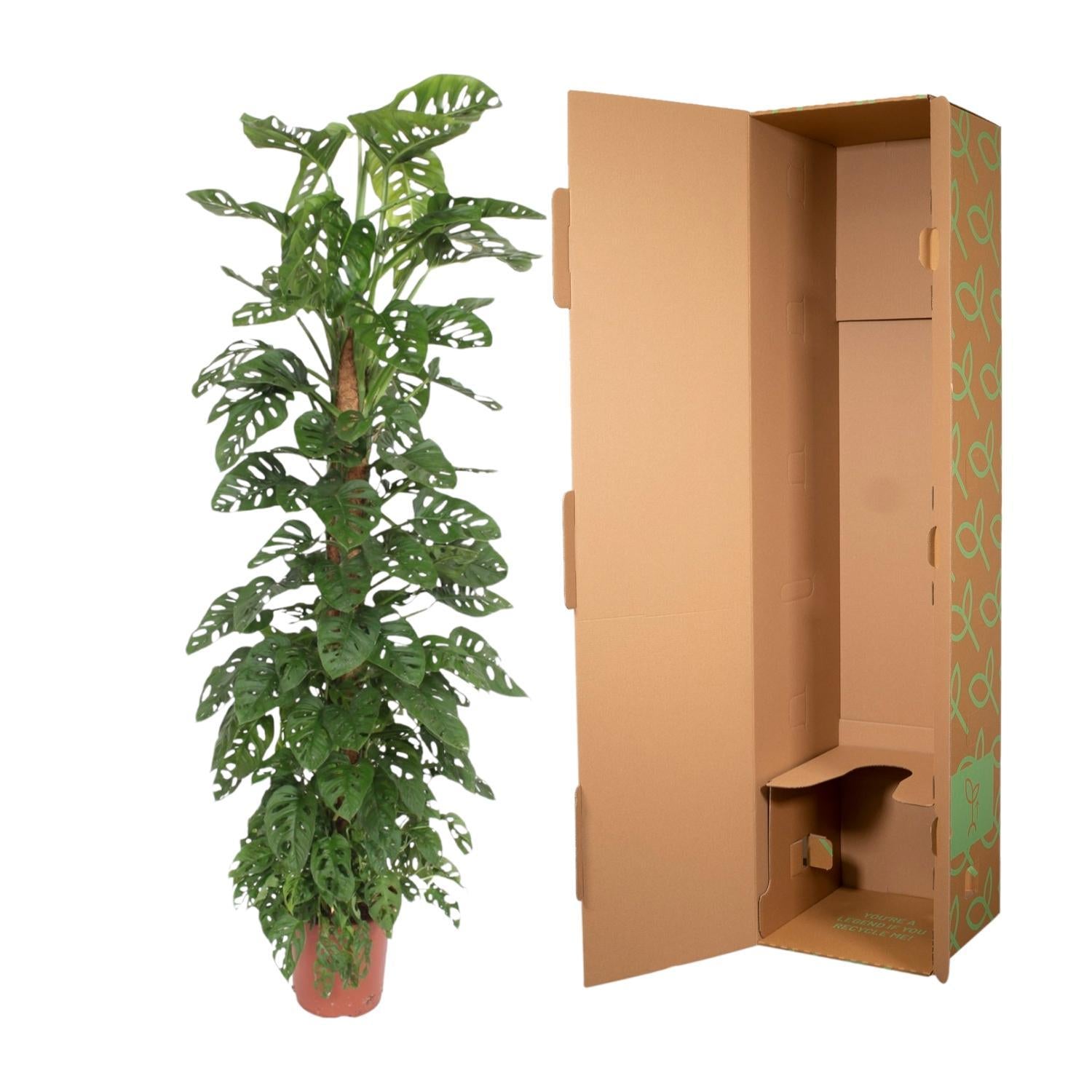 Affenmaskenpflanze - Monstera Monkey Leaf - mit Moostock - 180 cm - ø27