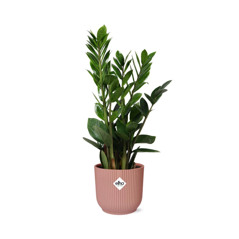 Glücksfeder - Zamioculcas – Höhe45-50 in ELHO Vibes Fold Topf rosa 14cm