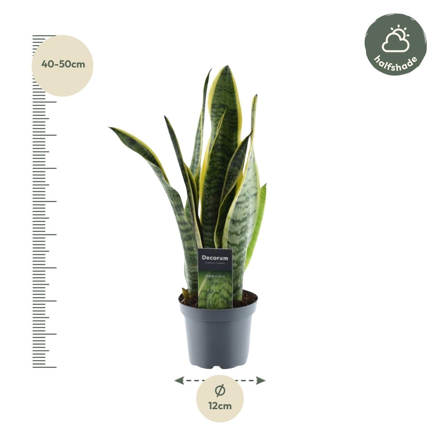 Bogenhanf - Sansevieria Laurentii - 45 cm - ø12