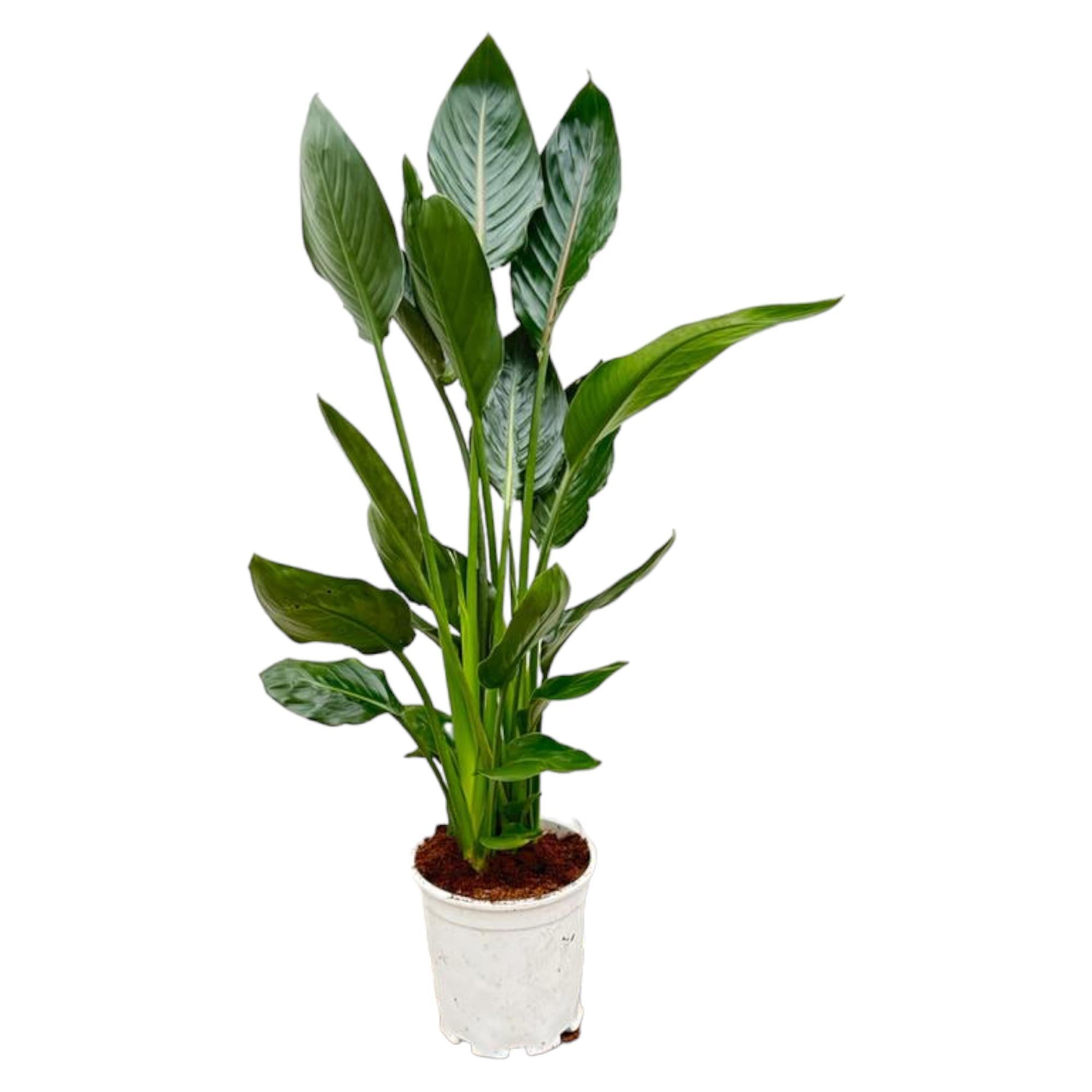 Paradiesvogelblume - Strelitzia Reginae - 100 cm - Ø19