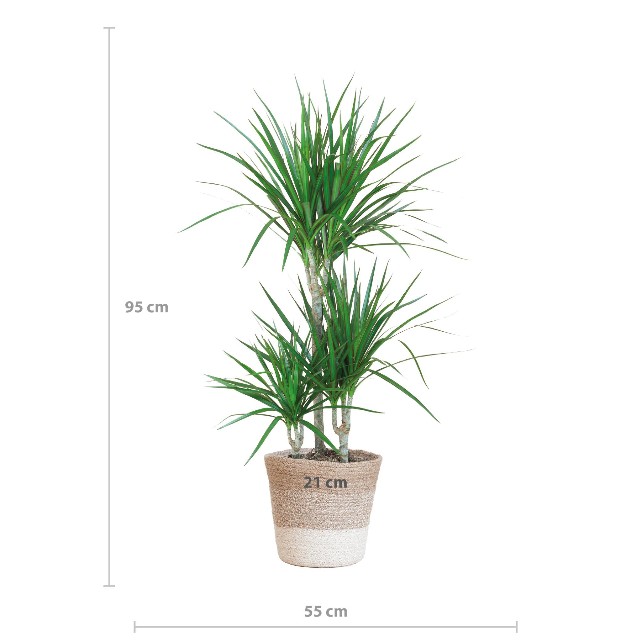 Drachenbaum - Dracaena Marginata mit Lissabon bunter Korb - 95 cm - Ø21