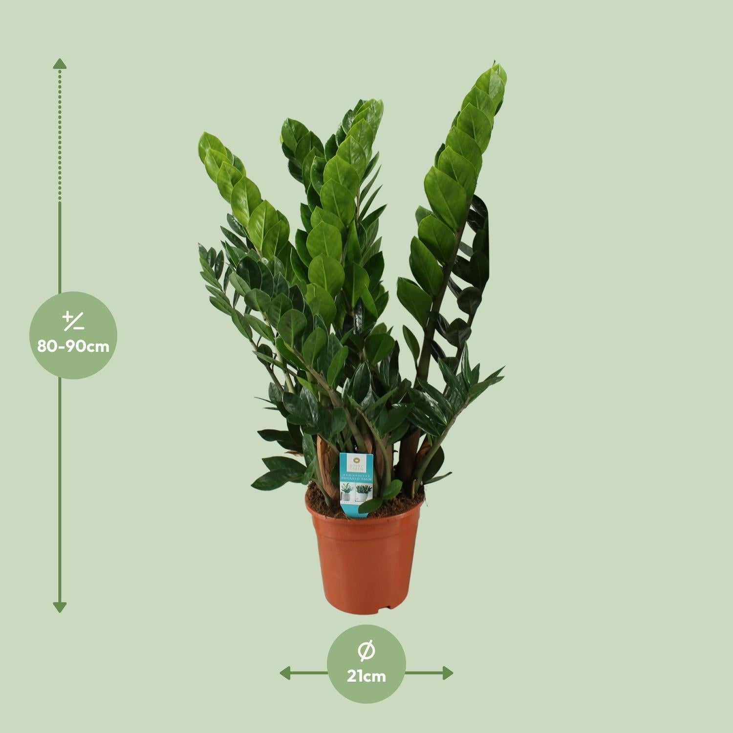 Glücksfeder - Zamioculcas Zamiifolia - Ø21cm - ↕80cm