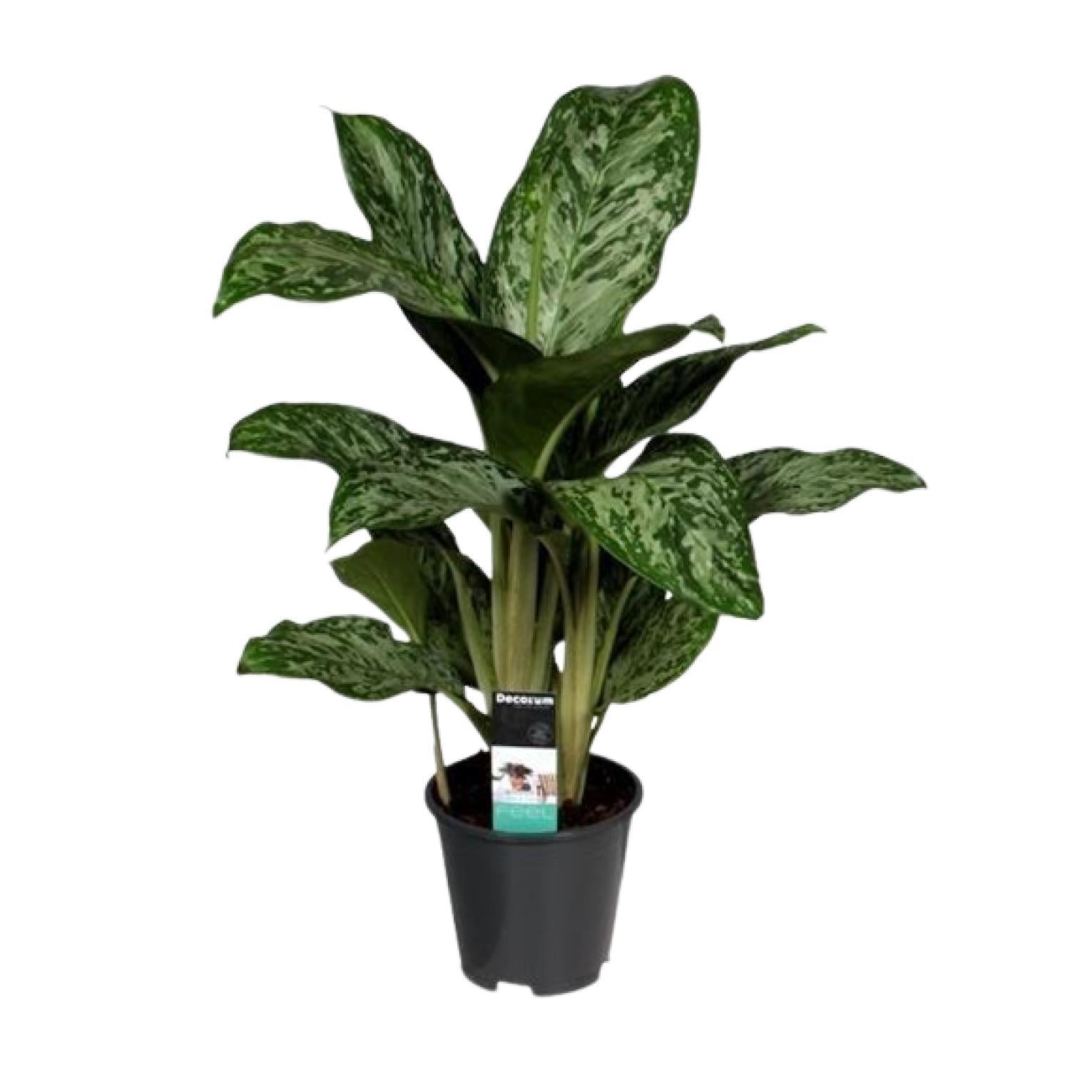 Aglaonema Groenlicht (Decorum)