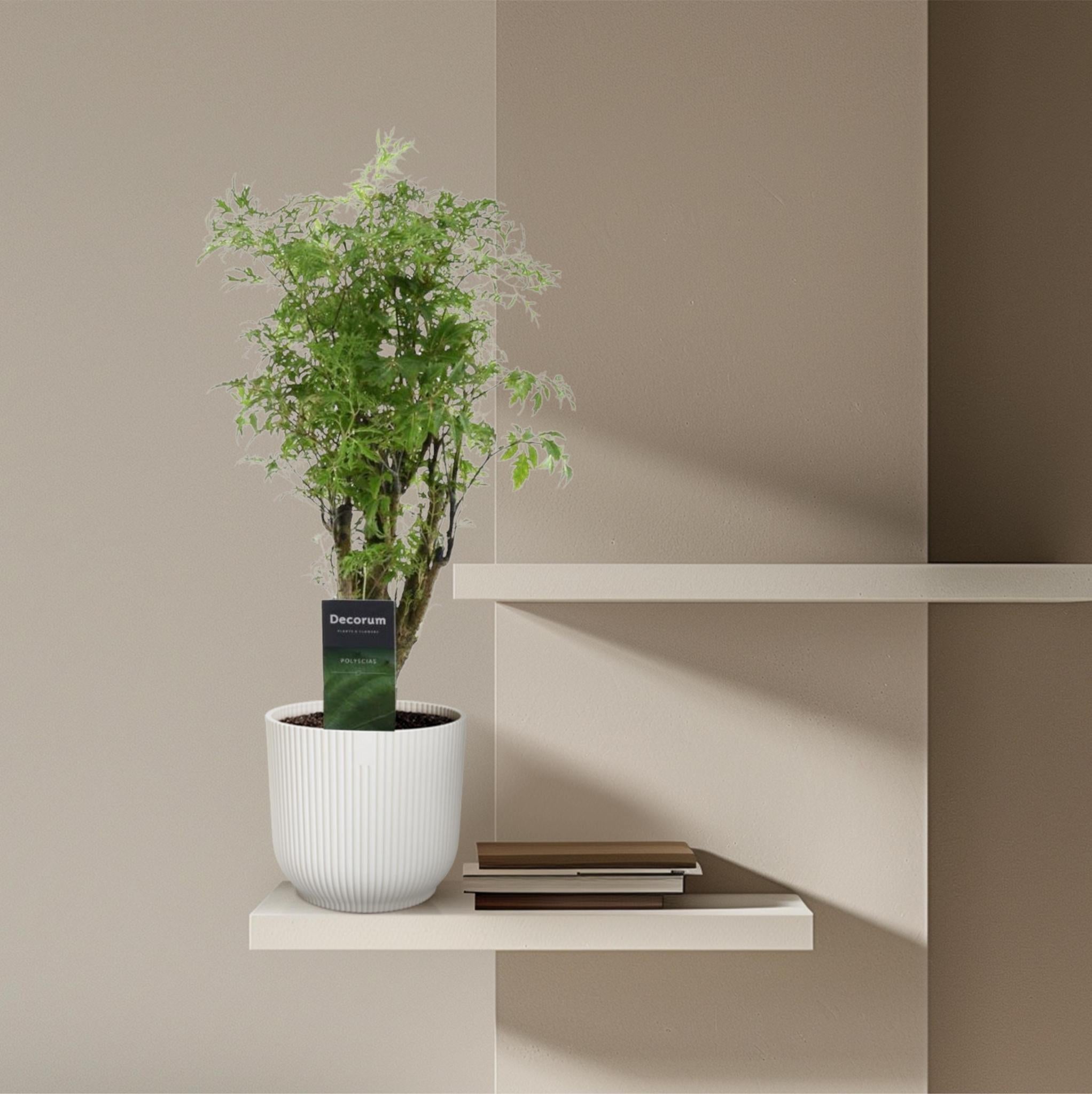 Hawaiianische Aralie - Polyscias Hawaiiana Ming - 45 cm - ø12