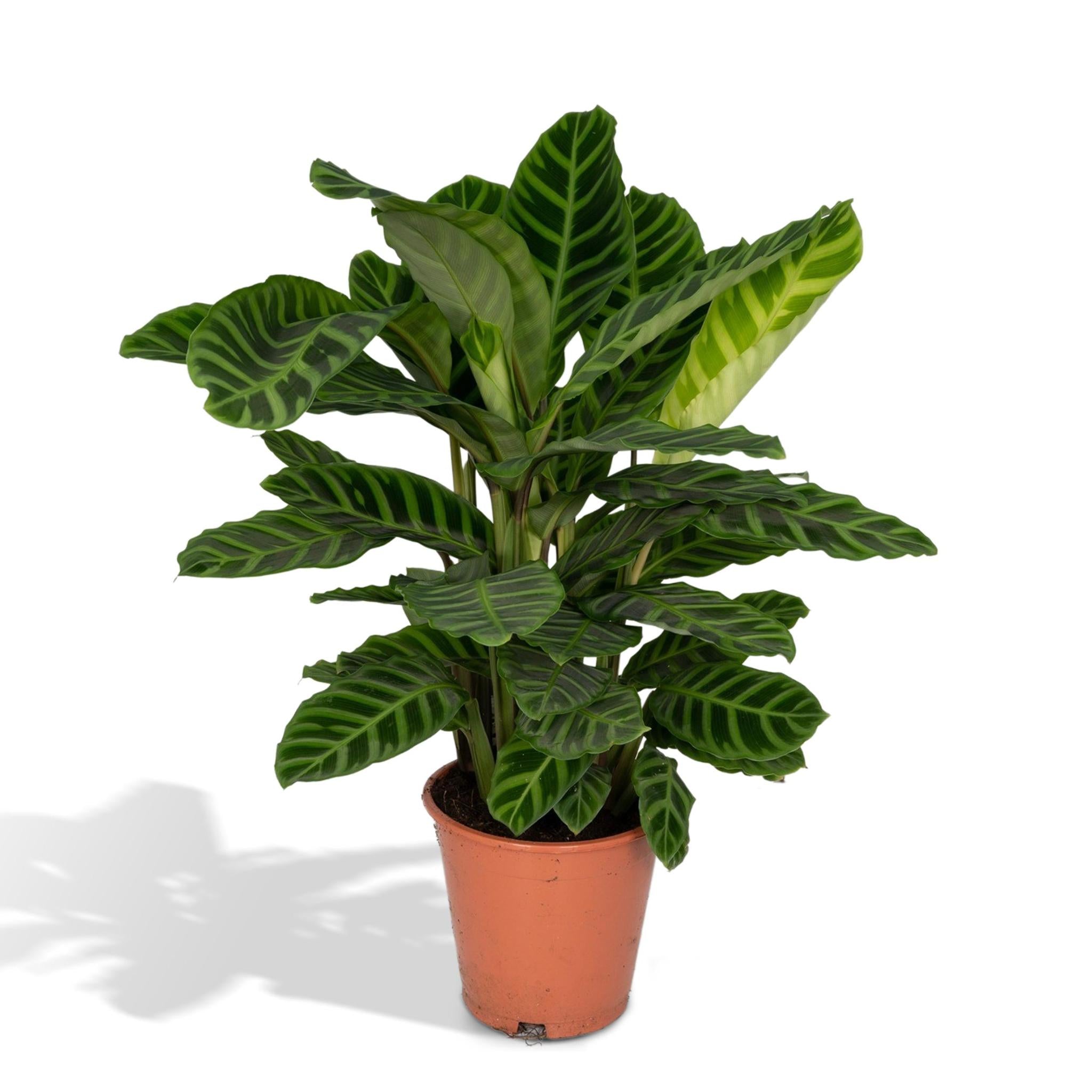 Zebrapflanze - Calathea Zebrina - 80cm - Ø19