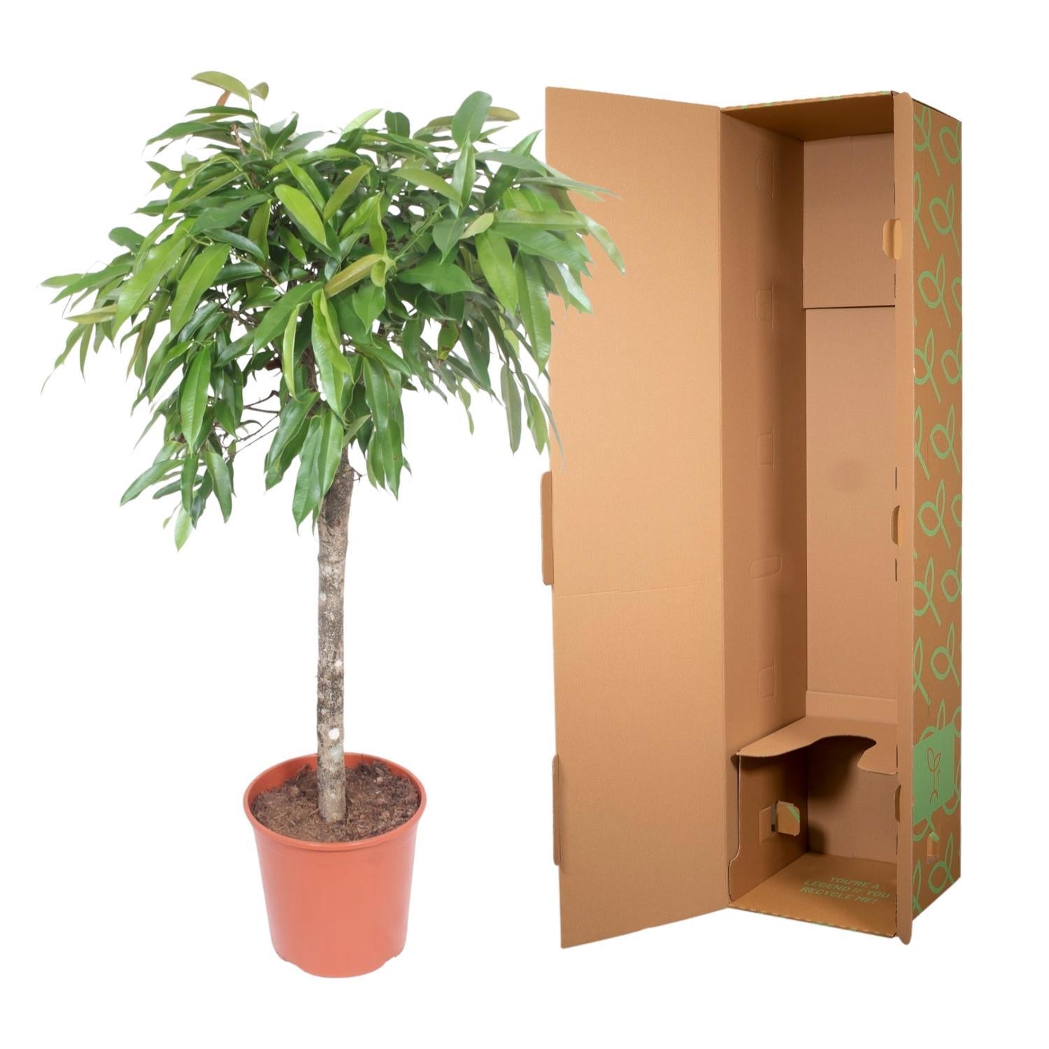 Schmalblättriger Gummibaum - Ficus Amstel King - 140 cm - ø30