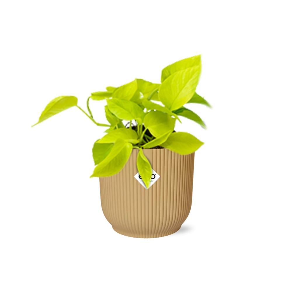 Efeutute - Epipremnum Pinnatum ‘Golden Pothos’ in ELHO Vibes Fold 14cm Topf gelb