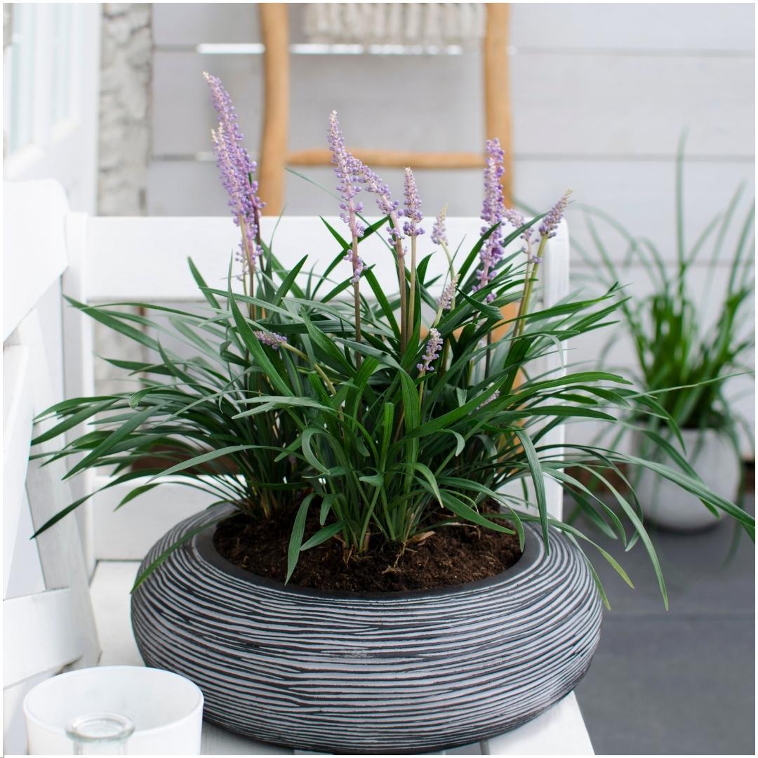 3 x Liriope muscari 'Gingersen' - Ø 14 cm - ↨ 25 cm
