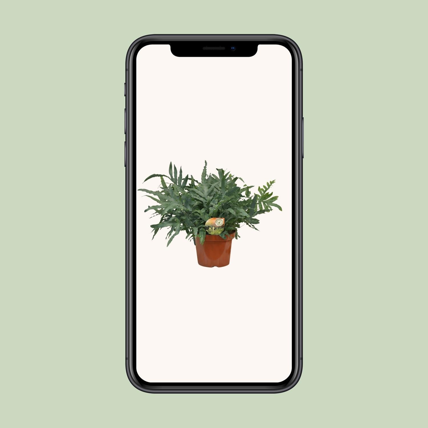 Blauer Tüpfelfarn - Phlebodium Blue Star - Ø26 ↕80