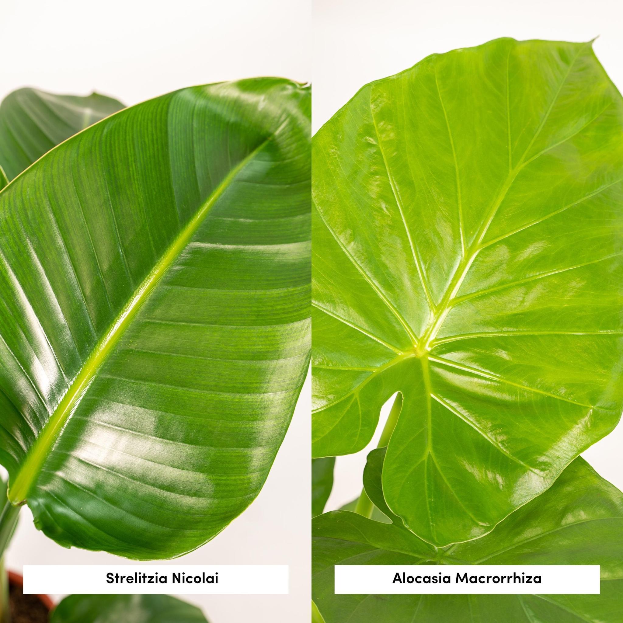 Pflanzen Mix - Strelitzia Nicolai - Ø19cm - ↕85cm & Alocasia Macrorrhiza - Ø19cm - ↕70cm + Korb Selin