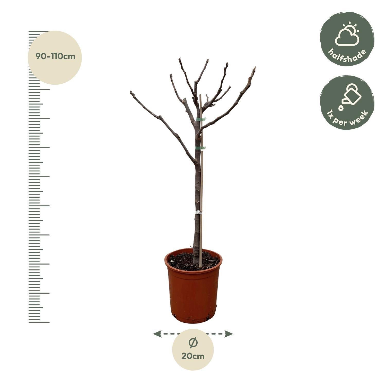 Feigenbaum - Ficus Carica - Feigenbaum für Früchte - 100 cm - Ø20