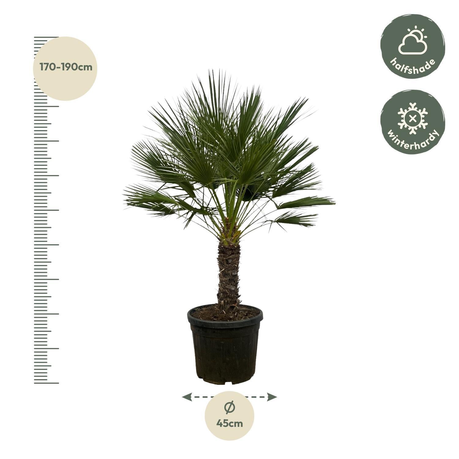 Zwergpalme - Chamaerops Humilis - 150 cm - Ø45cm