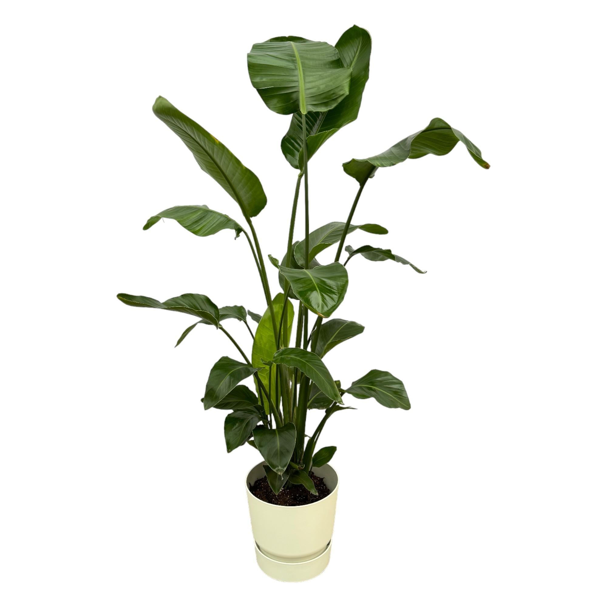 Paradiesvogelblume - Strelitzia Nicolai inklusive elho Greenville Round Topf weiß – 160 cm – Ø30