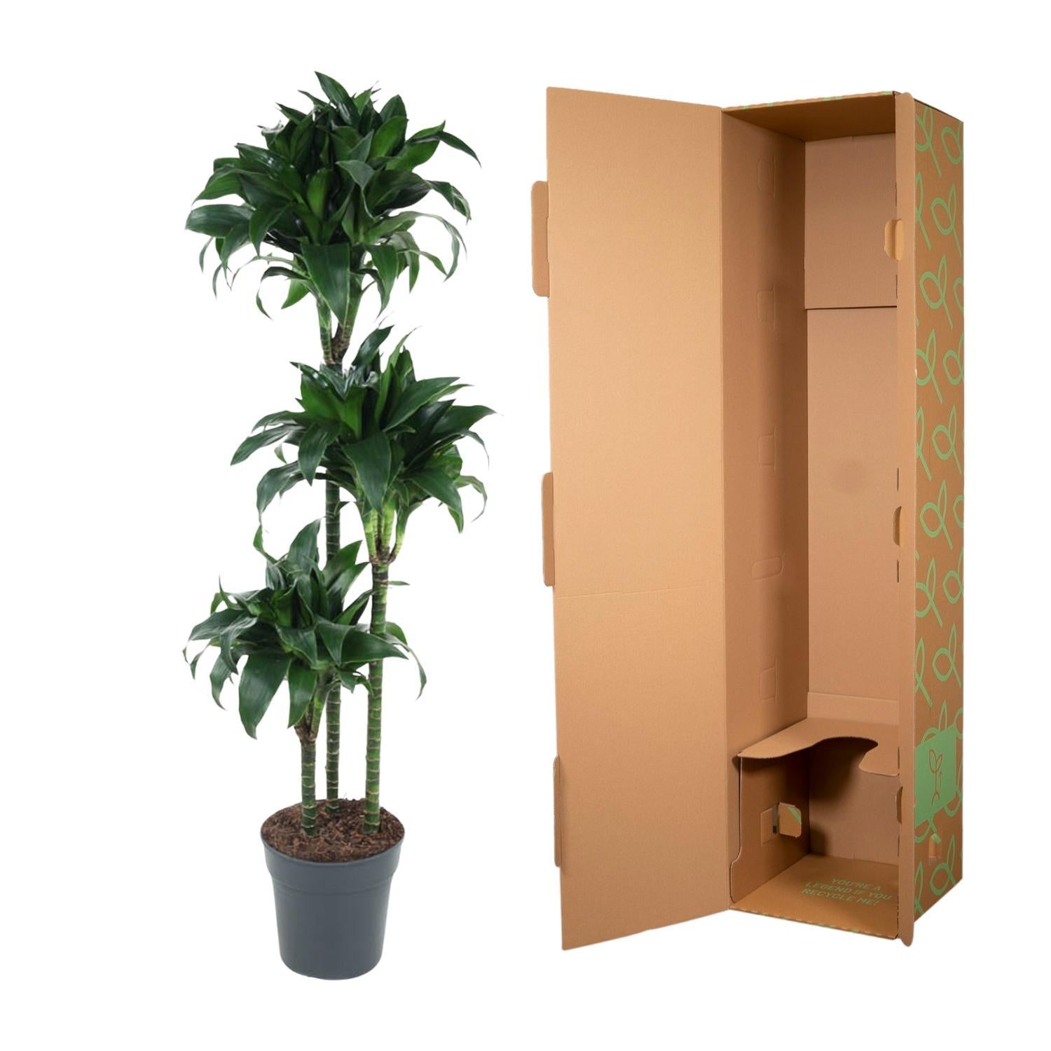 Drachenbaum - Dracaena Tatuade - 140 cm - ø24