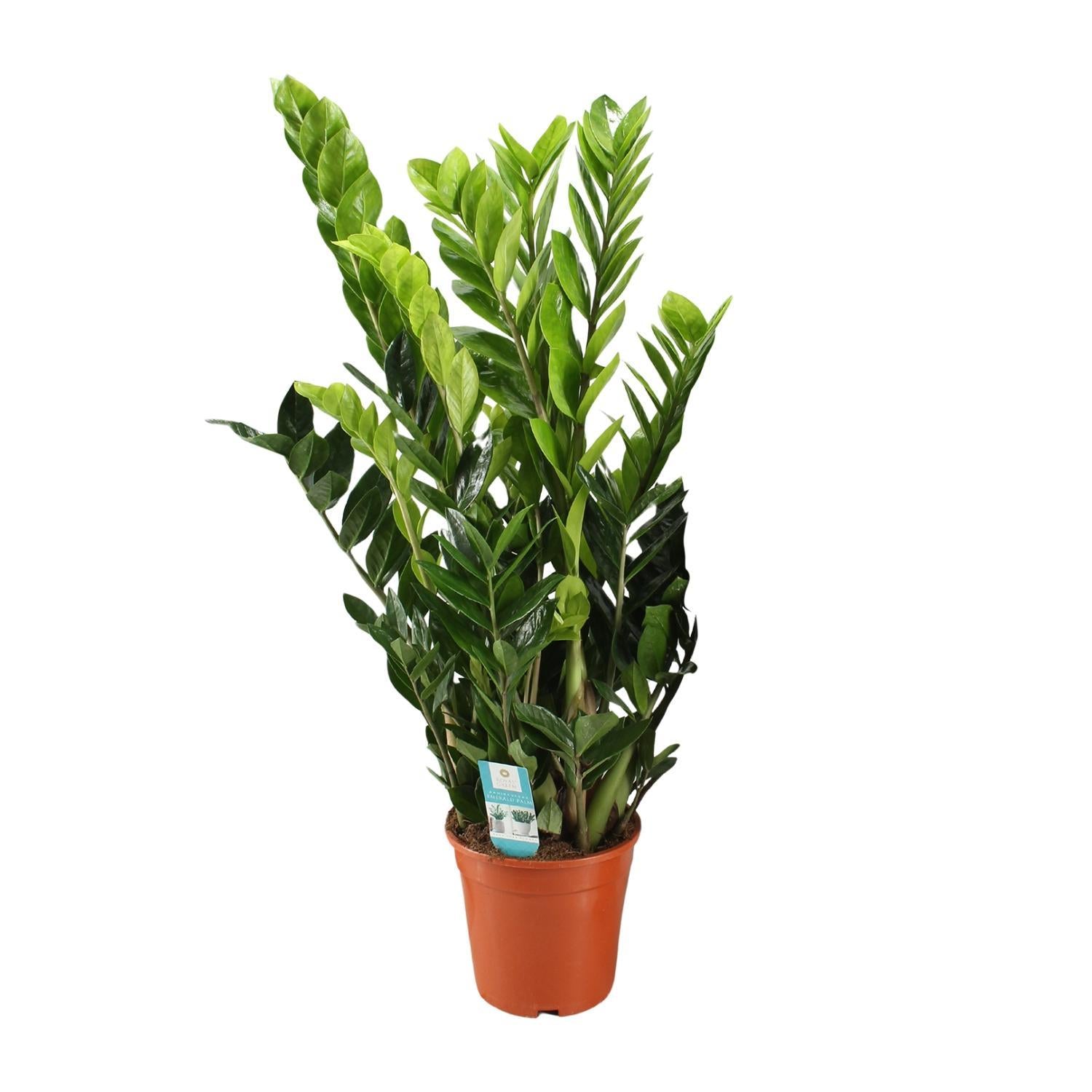 Glücksfeder - Zamioculcas Zamiifolia - Ø21cm - ↕95cm