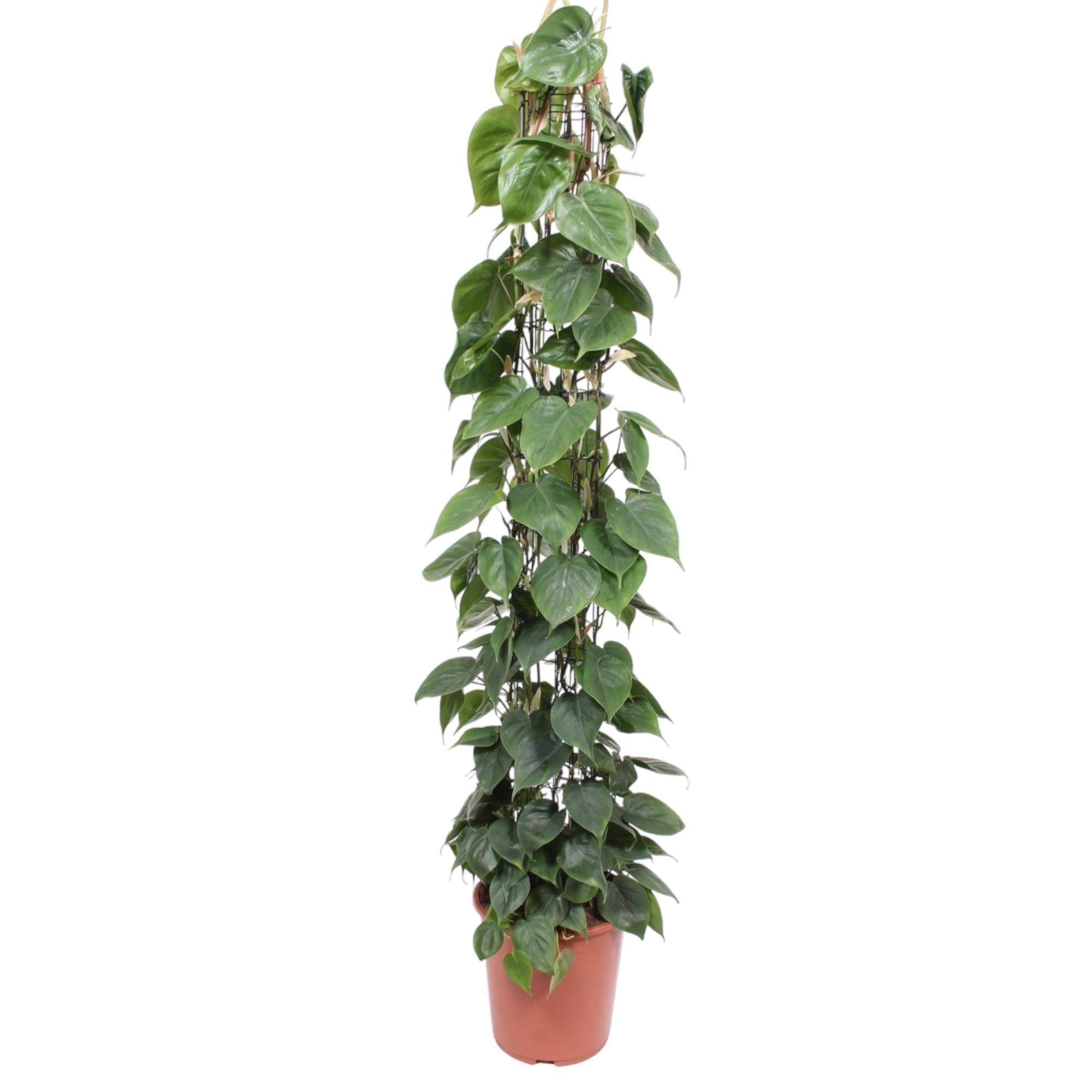 Herzblattphilodendron - Philodendron Scandens Gittergestell - 160 cm - ø27