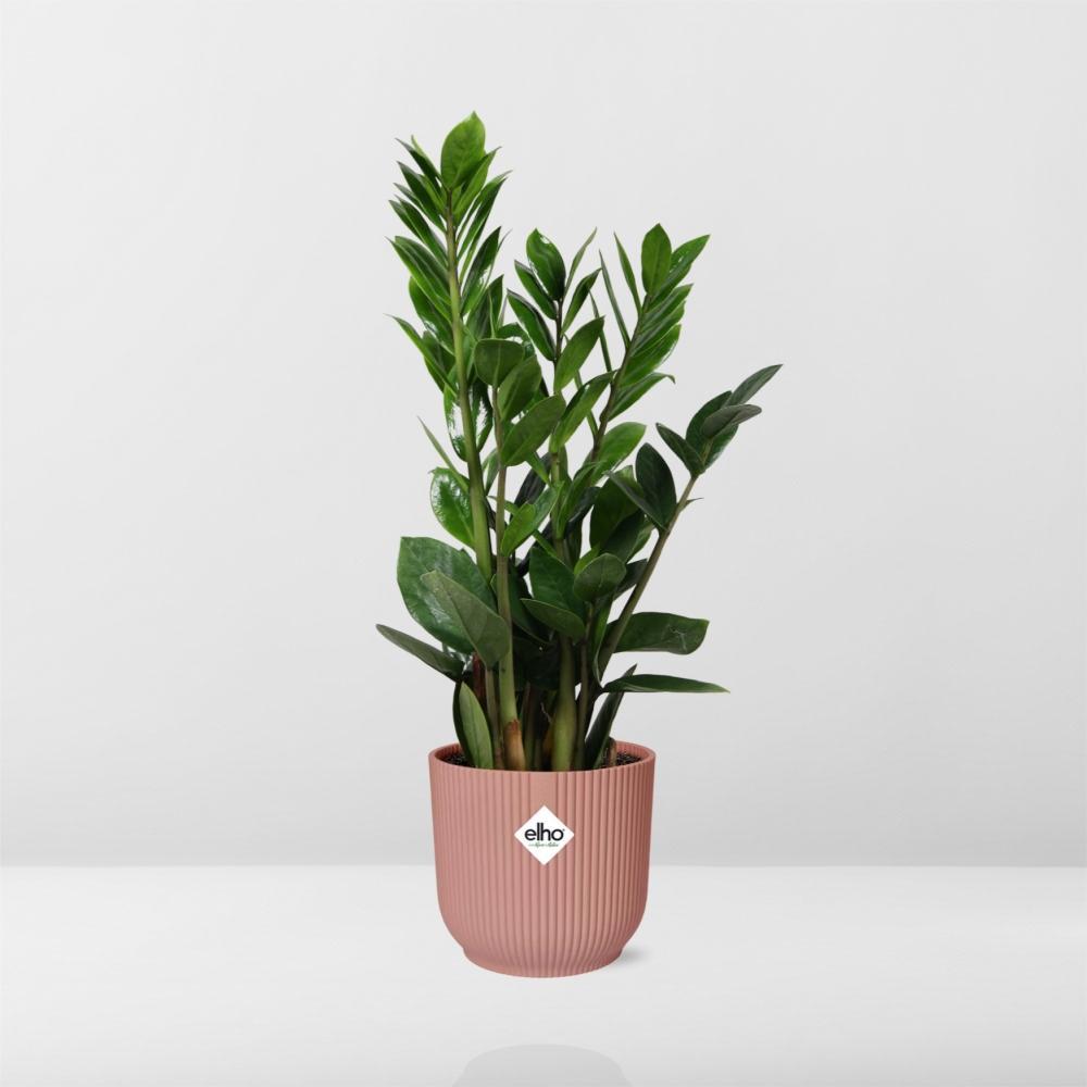 Glücksfeder - Zamioculcas – Höhe45-50 in ELHO Vibes Fold Topf rosa 14cm