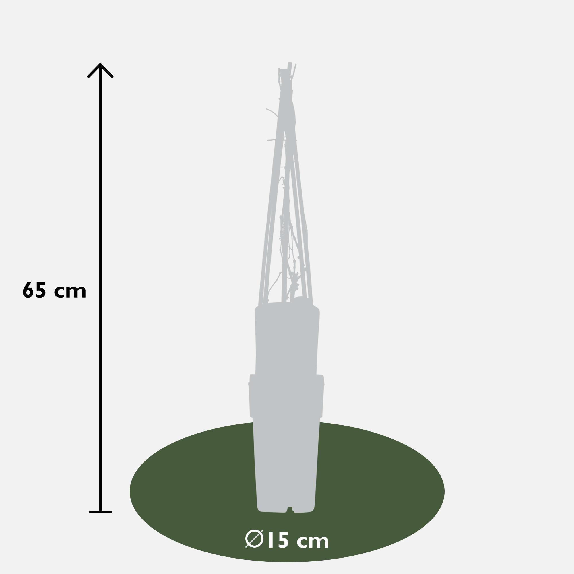 Wilder Wein - Parthenocissus q. var. 'Engelmannii' - ↨65cm - Ø15