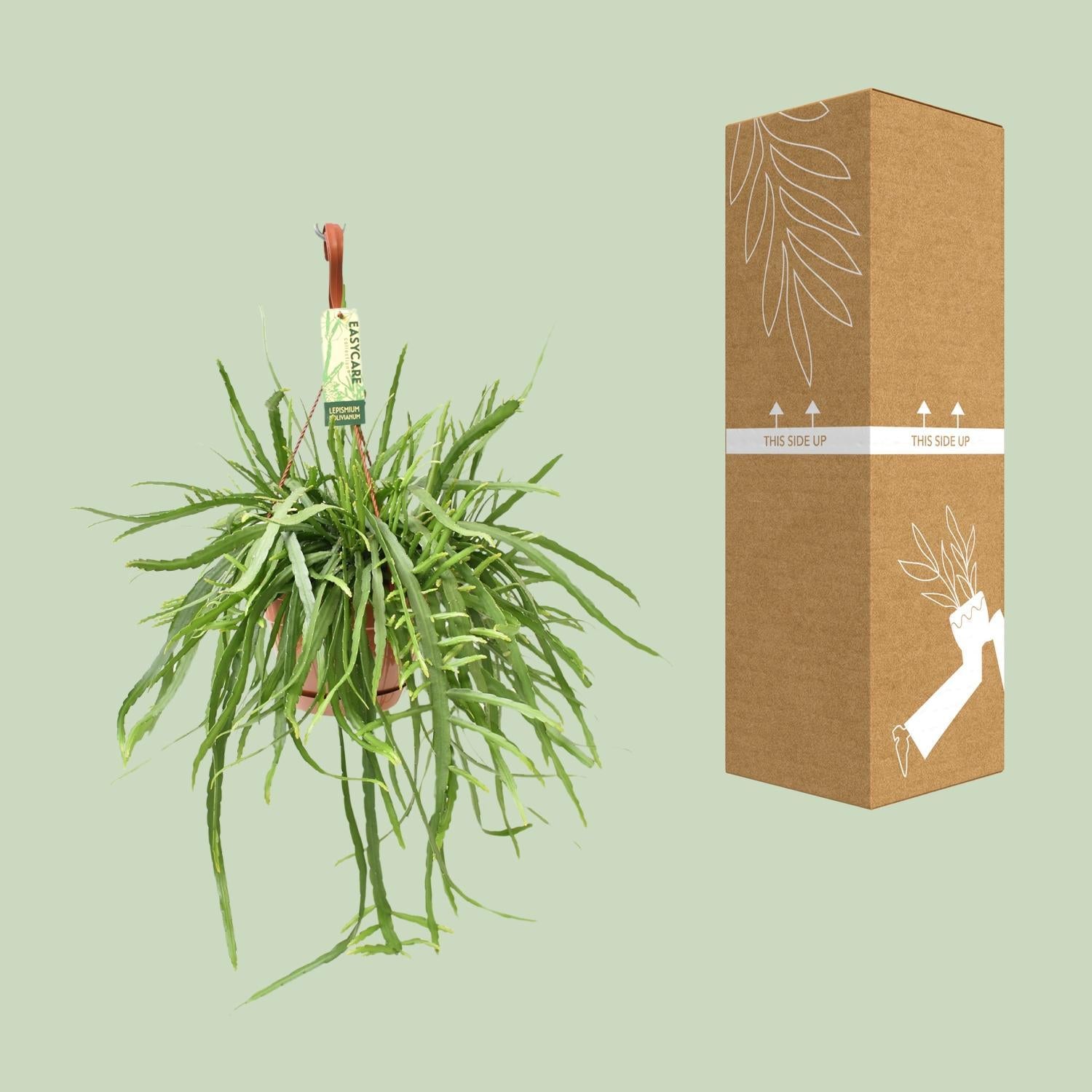 Blattkaktus - Lepismium Bolivianum - Ø17 ↕55